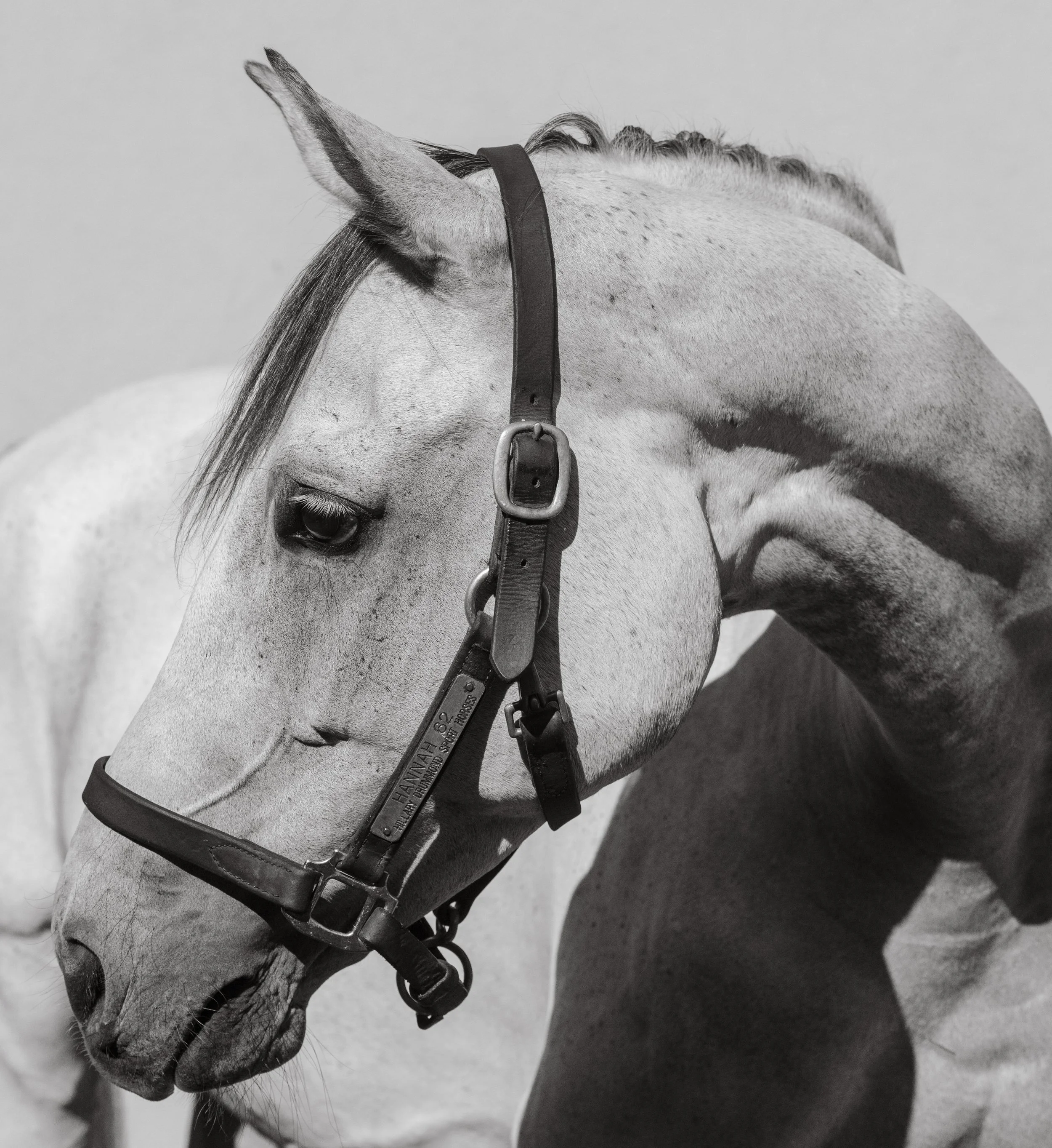 A close-up of a white horse with a bridle in a black and white photo.