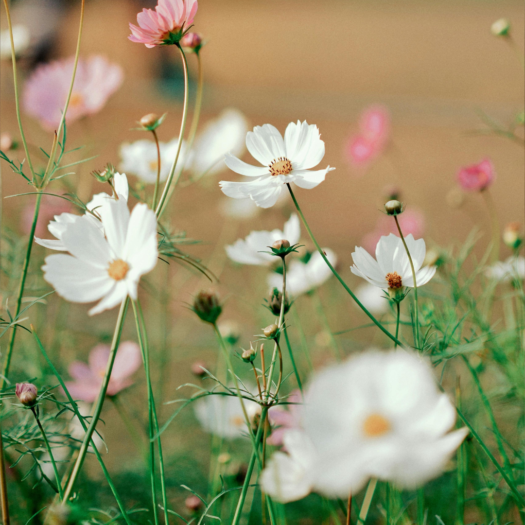 Spring Cleaning for Your HVAC System: Get Ready for Warmer Weather