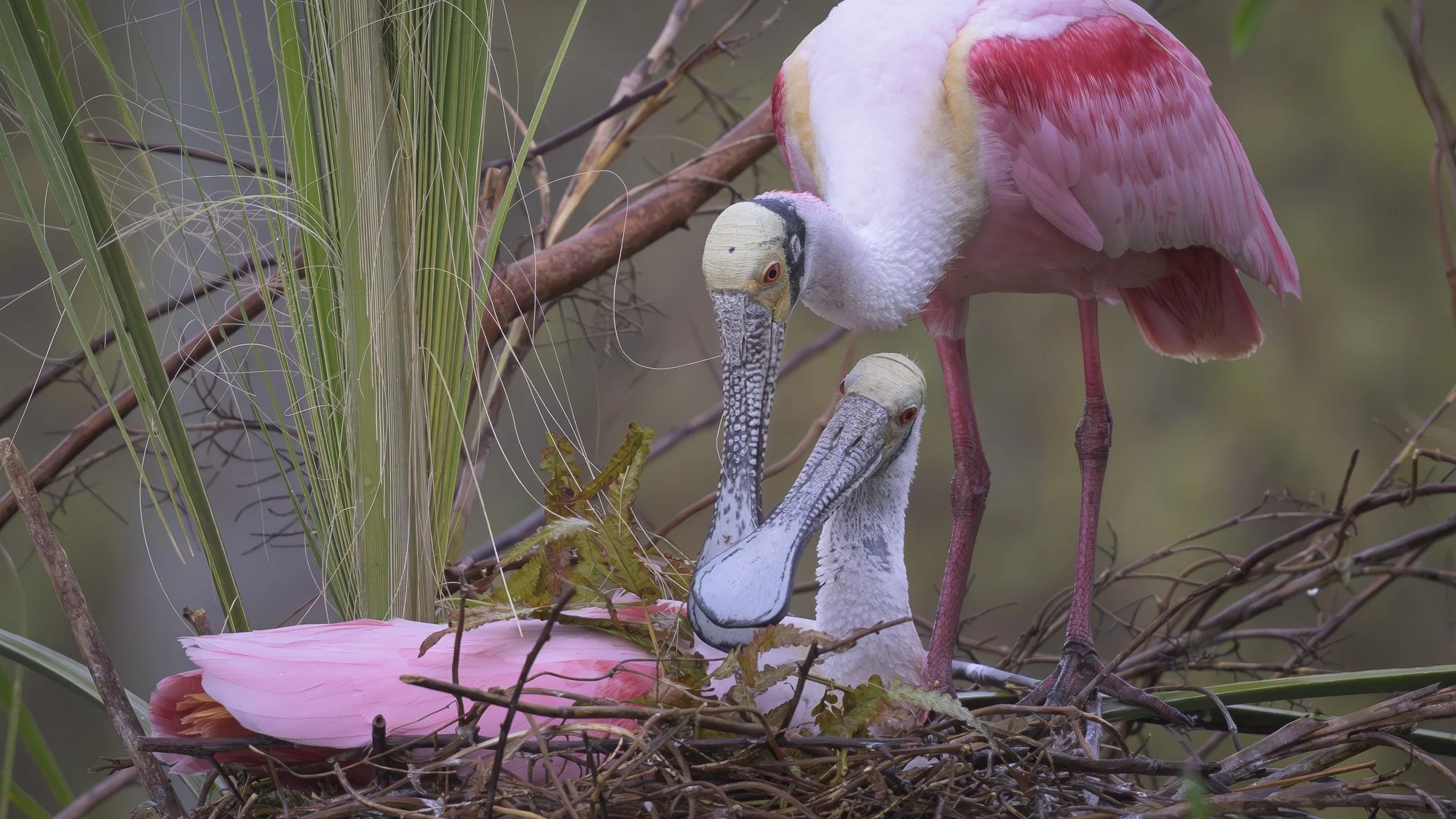 Among woven branches, care and continuity endure.   (Rain - 10) 