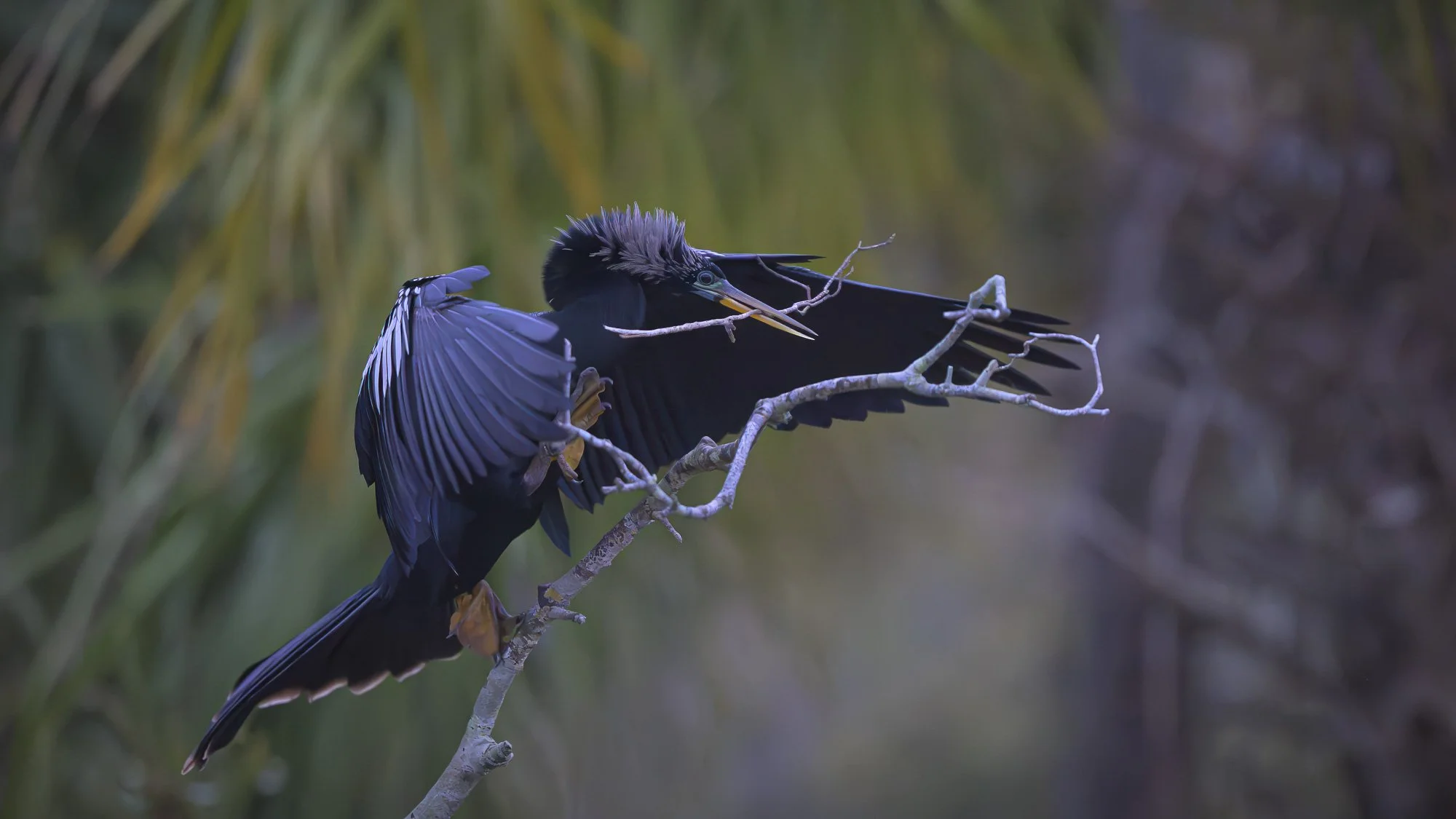 Webbed feet climb—the anhinga’s home and family begins.  (Rain - 10) 