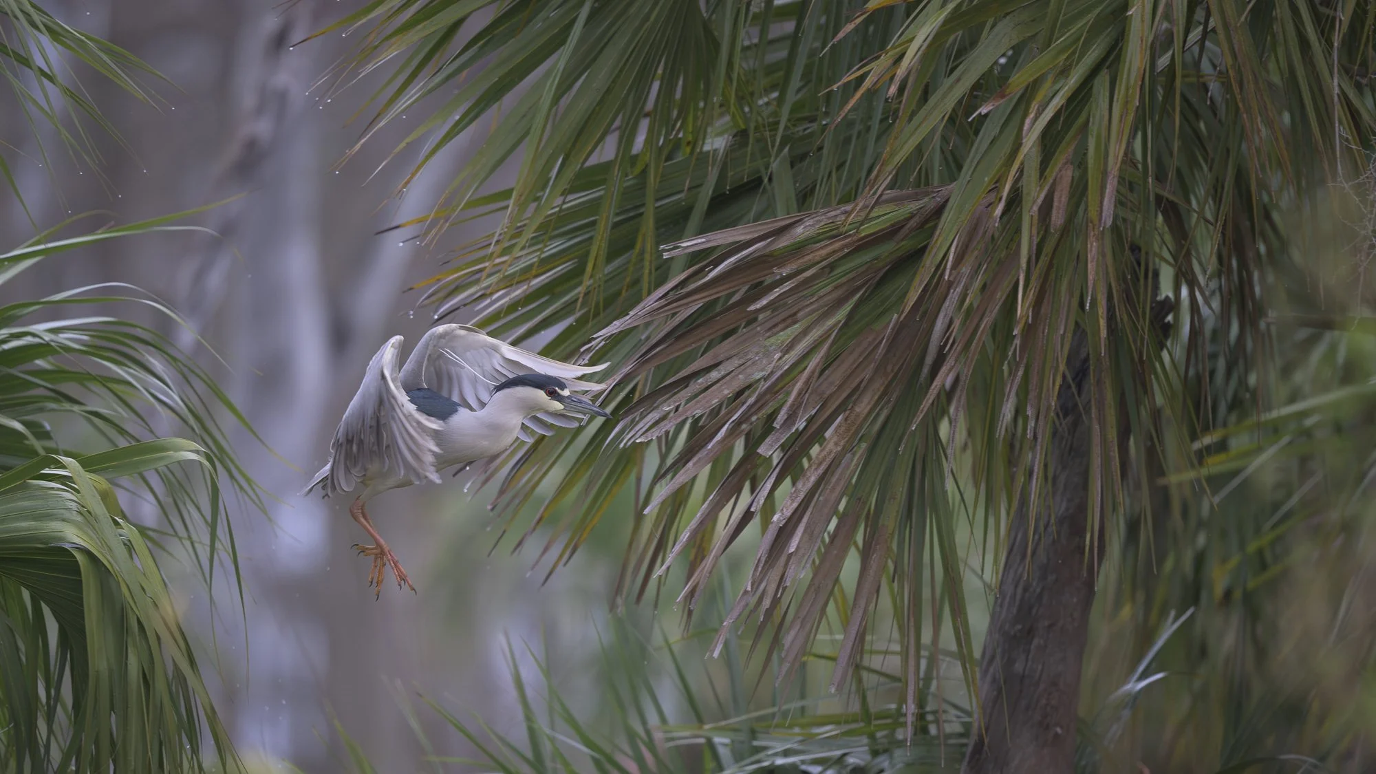 A black-crowned night heron slips from the shelter of the palms, passing through rain-softened fronds with quiet purpose.       (Rain - 5)