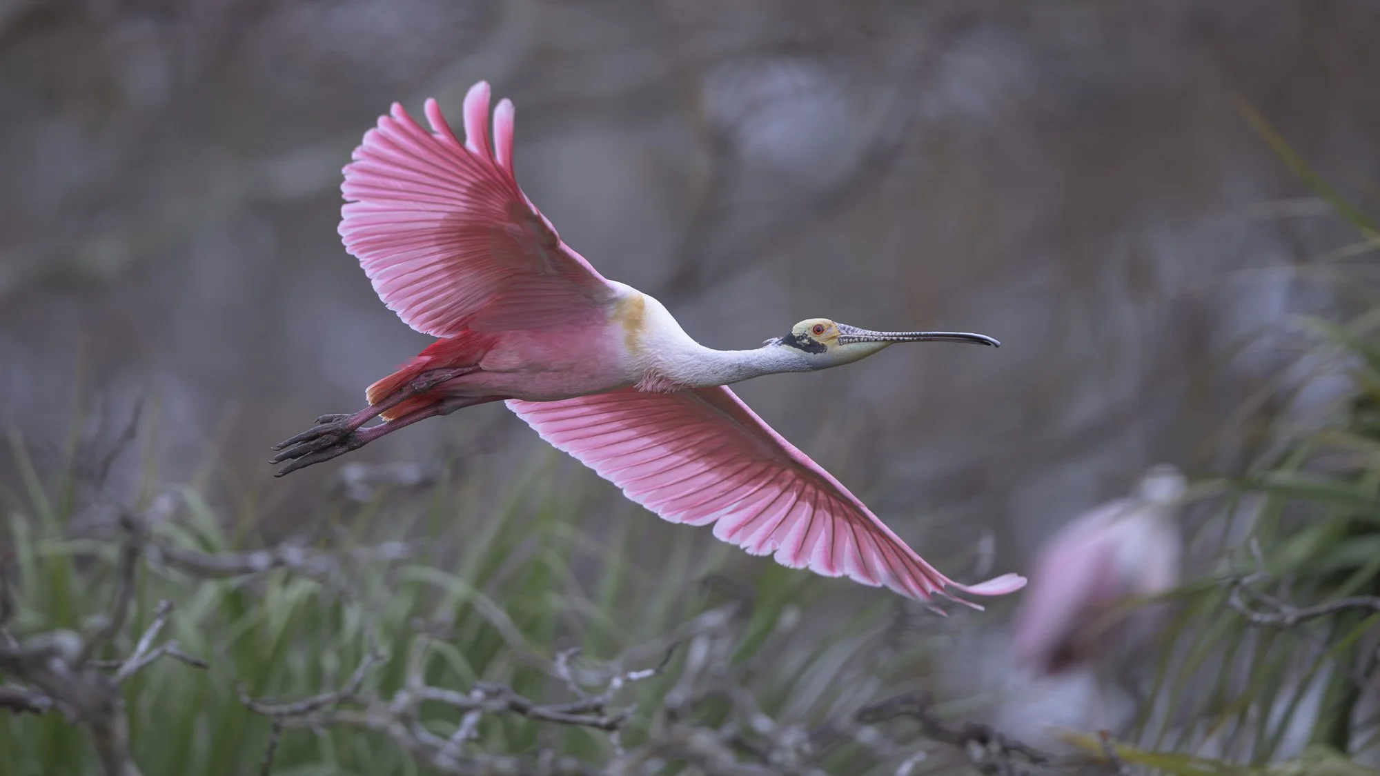 Through hushed air it glides, a distant presence lingering in soft echo.      (Rain - 4) 