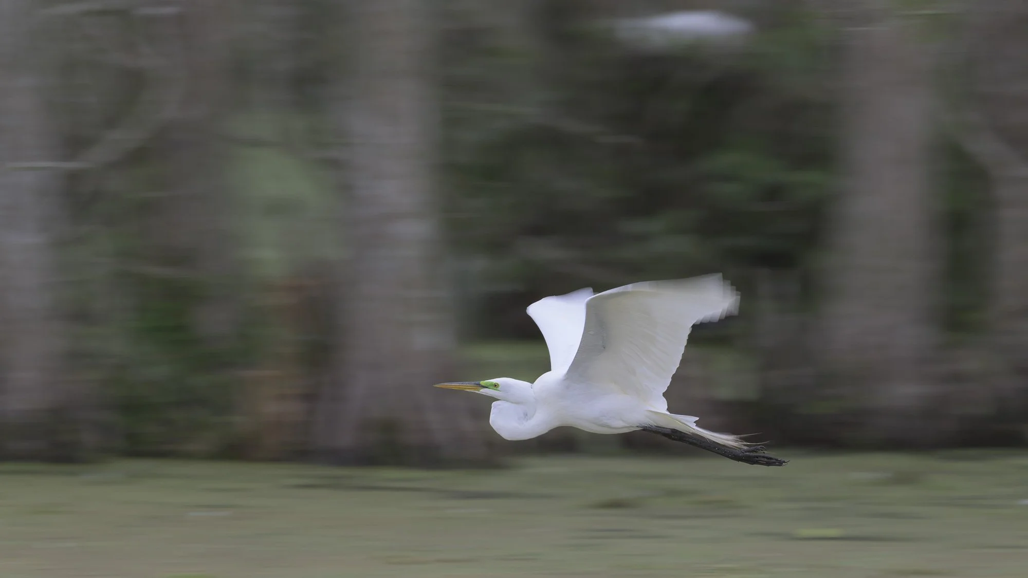Wing tips blur, the great egret’s body holds, while marsh and trees slide into motion.     (Rain - 2) 
