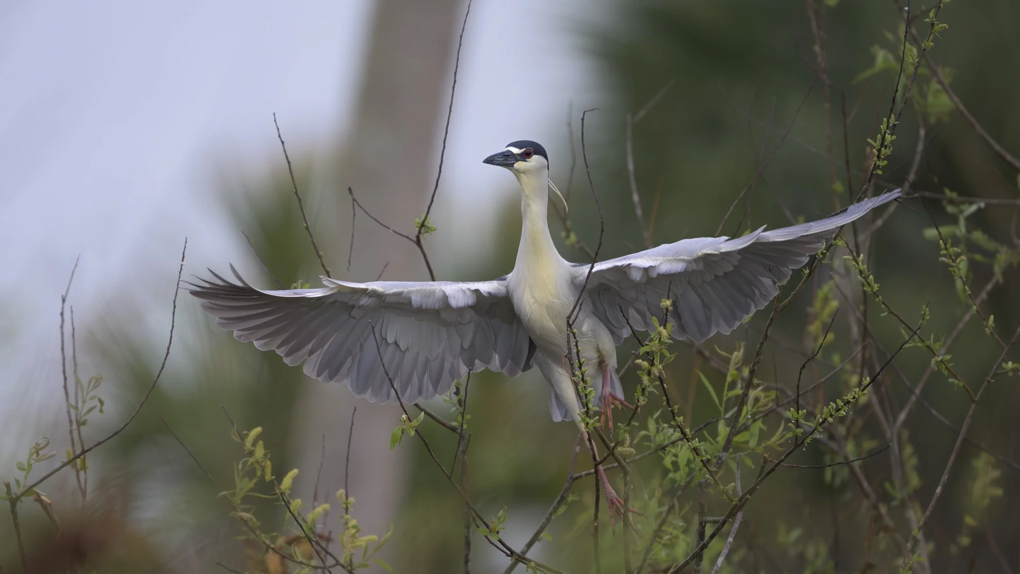 In poised stillness, the night heron holds the moment before flight.      (Rain - 6) 