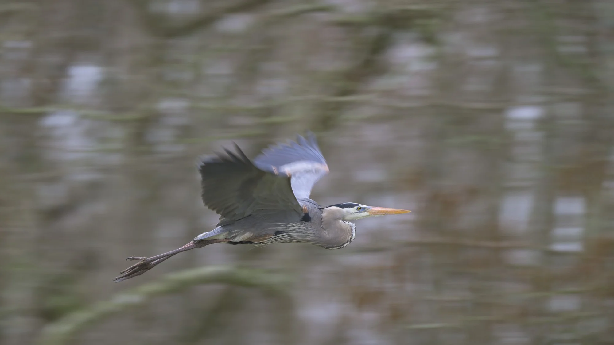 As the heron moves, form emerges, the world dissolving into motion.     (Rain - 9) 