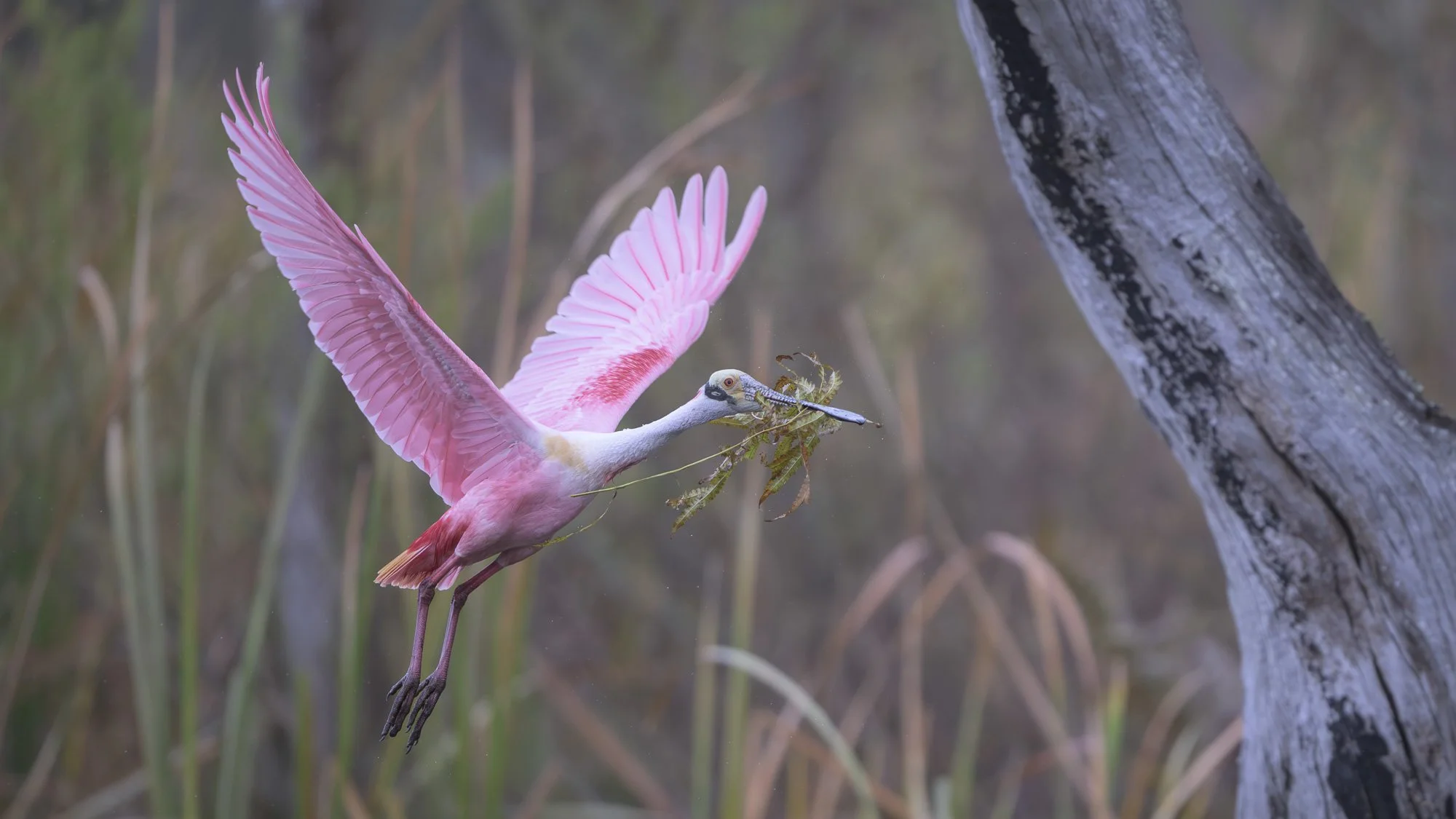 Through the hush of rain, the spoonbill returns bearing the work of shelter.      (Rain - 8) 