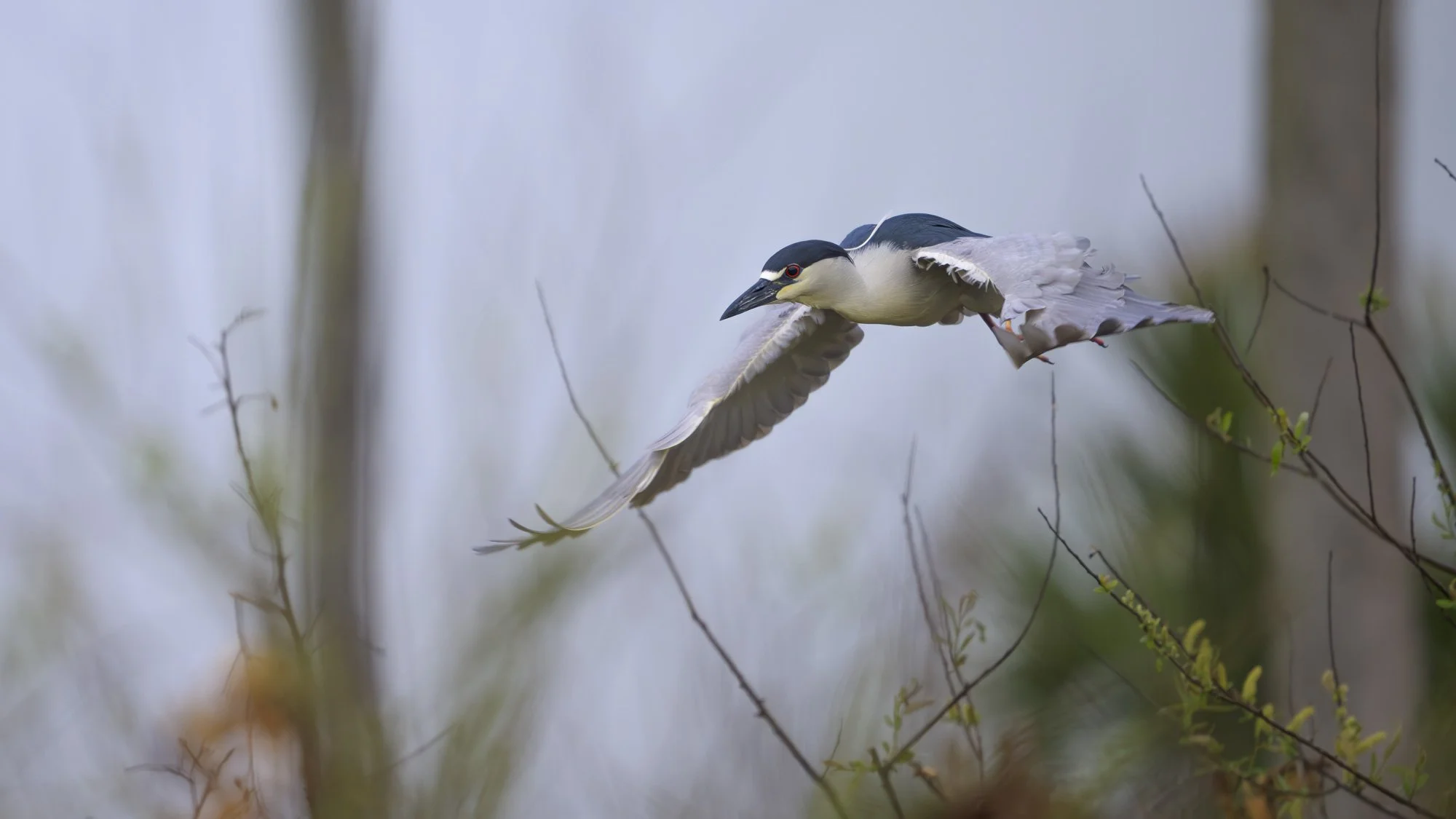 Through muted light it moves, seeking a place to settle.      (Rain - 7) 