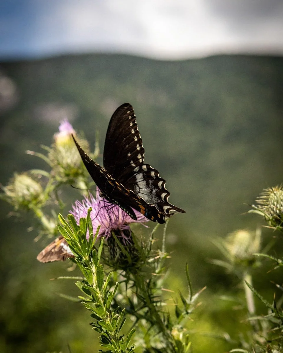 Butterflies - 

#butterfly #butterfly🦋 #mountains #moutainslover #northcarolina #grandfathermoutain #lynncoveviaduct #blueridgeparkway #inthemountains🗻 #inthemoutains