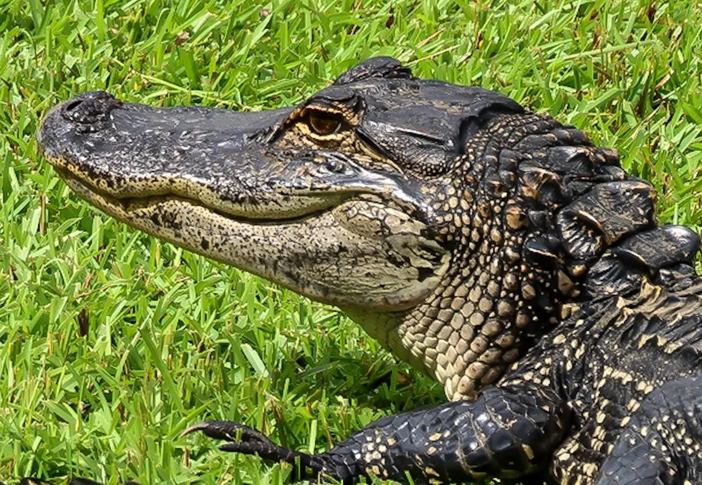 One of the local residents that doesn&rsquo;t have to pay rent. Do you have to worry about your neighbors eating you? 

#alligators #lowcountryliving #lowcountry #southcarolina #wildlife #wildlifephotography #yourwildmoment #canon #canoncamera #natge