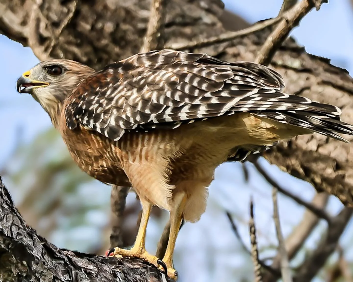 Hawk by the beach&hellip; There were two of them, but every time I tried to get a picture, it was like they tried to hide from me. What is the coolest bird you&rsquo;ve seen recently? 

#hawk #birdsonearth #birdsofinstagram #birdsphotography #wildlif