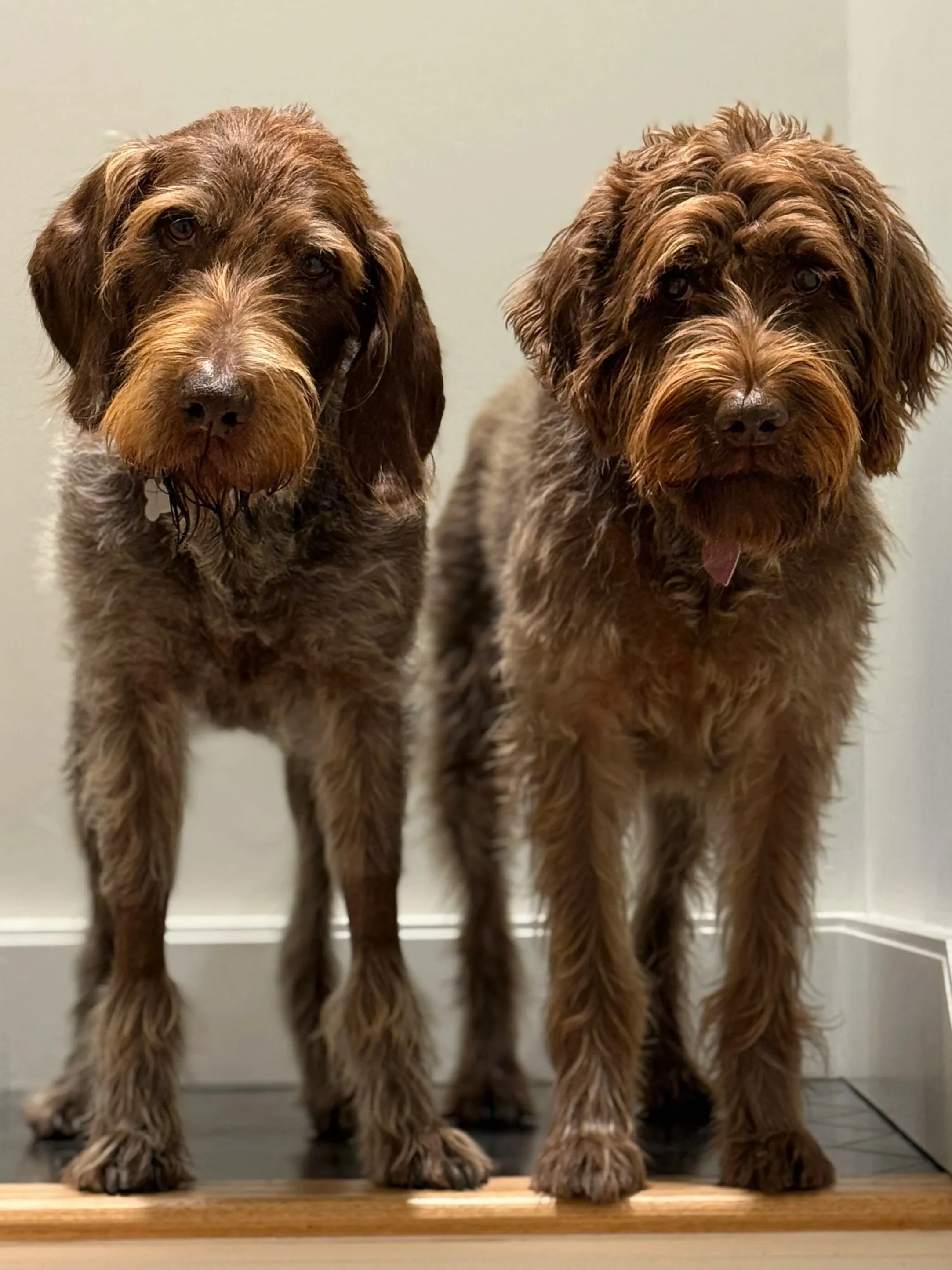 A happy, smiling black, gray, and white dog with a scruffy coat, sitting outdoors among fallen autumn leaves with rocks in the background.