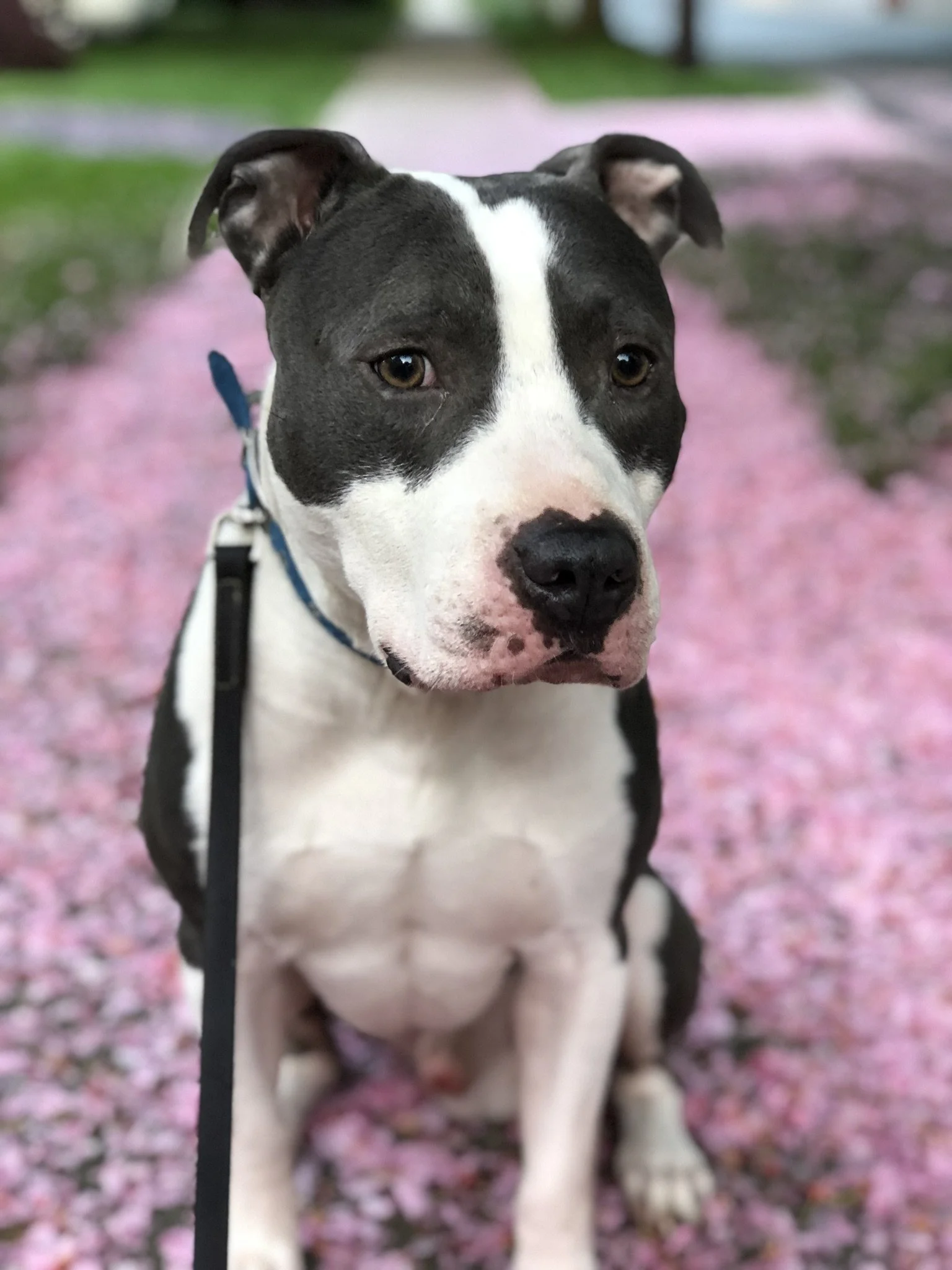 A black and white dog sitting on a pink flower-petaled path outdoors.