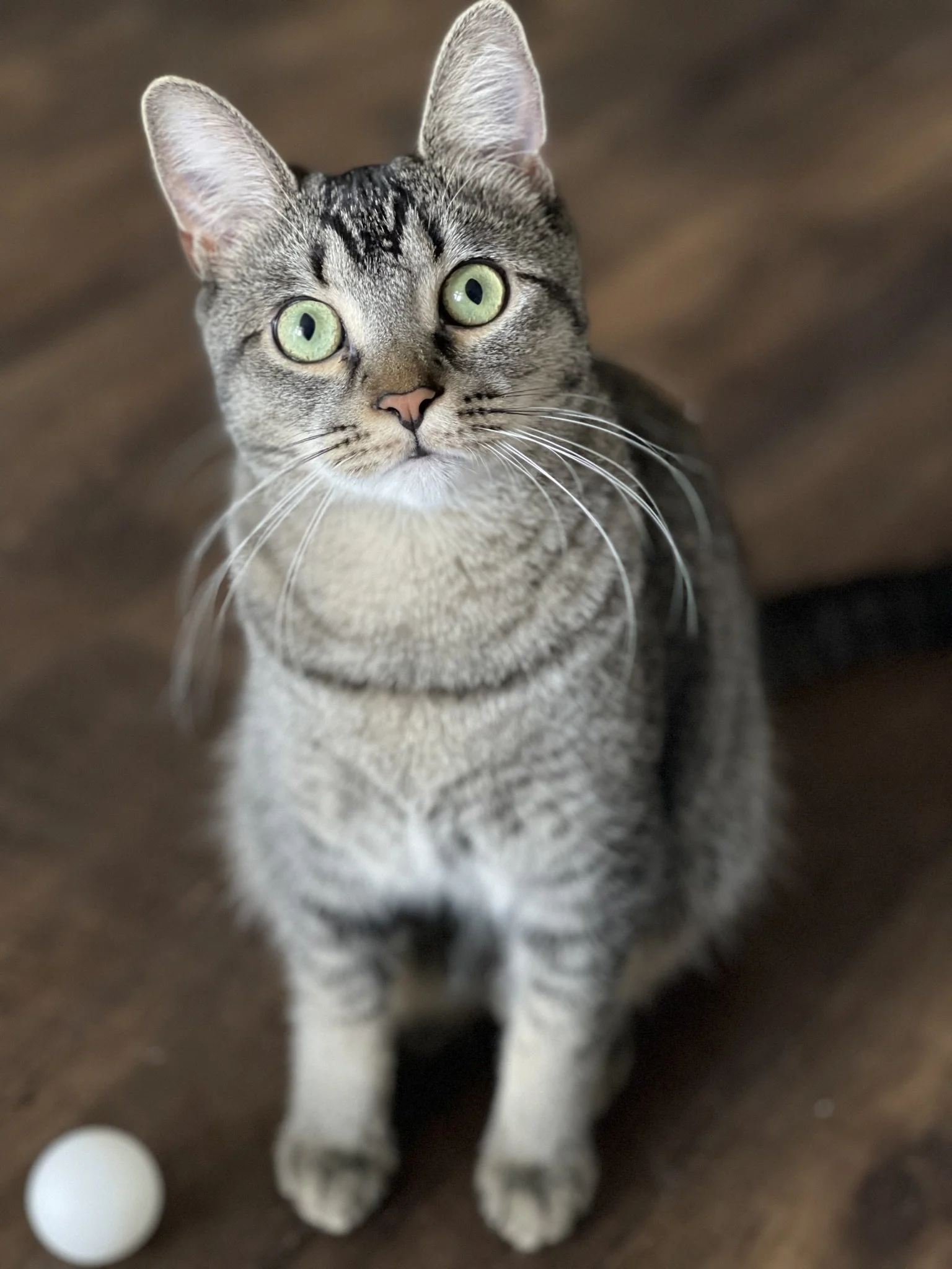A tabby cat with green eyes sitting on a wooden floor beside a white ball.