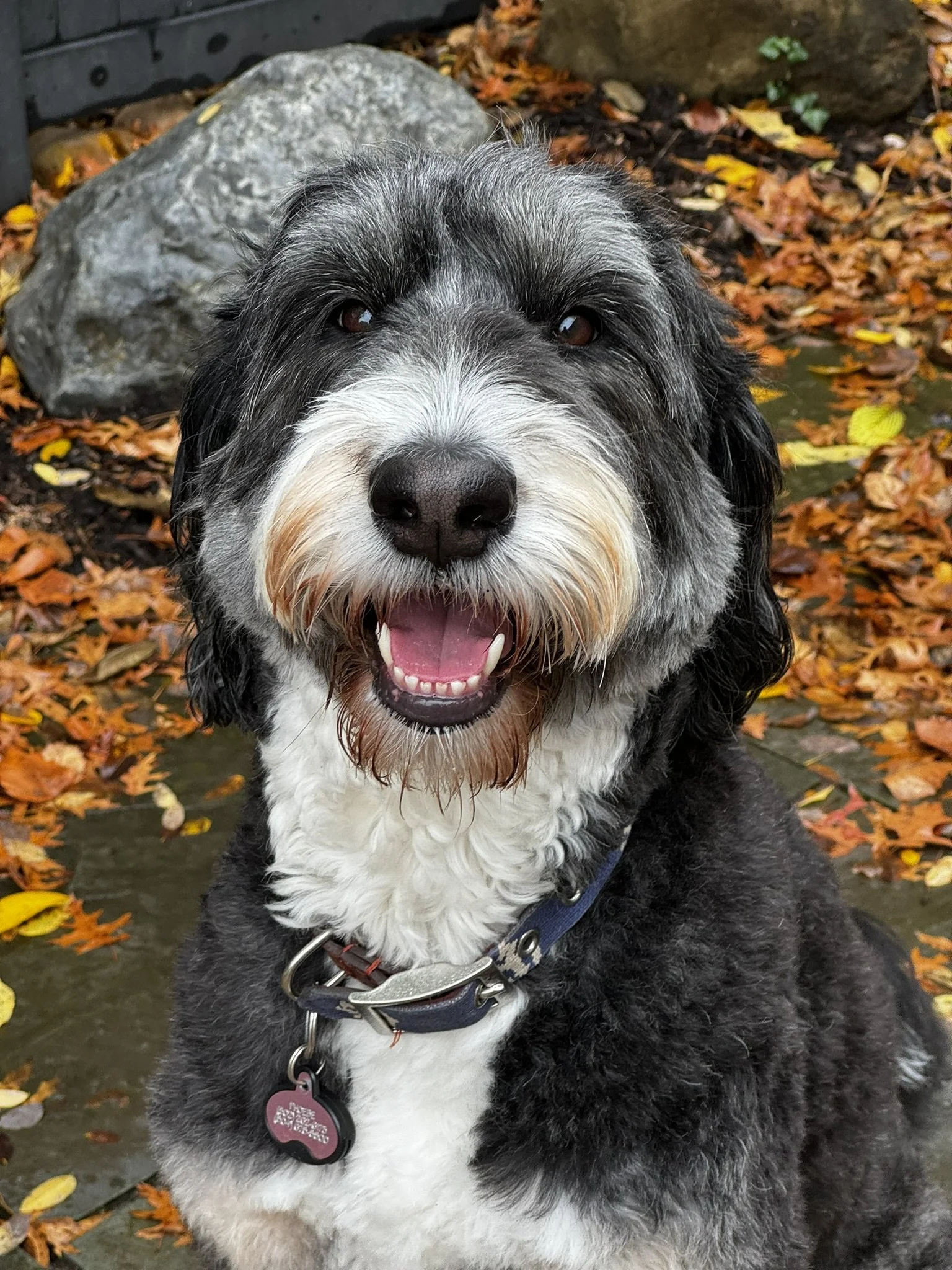 A happy, smiling black, gray, and white dog with a scruffy coat, sitting outdoors among fallen autumn leaves with rocks in the background.
