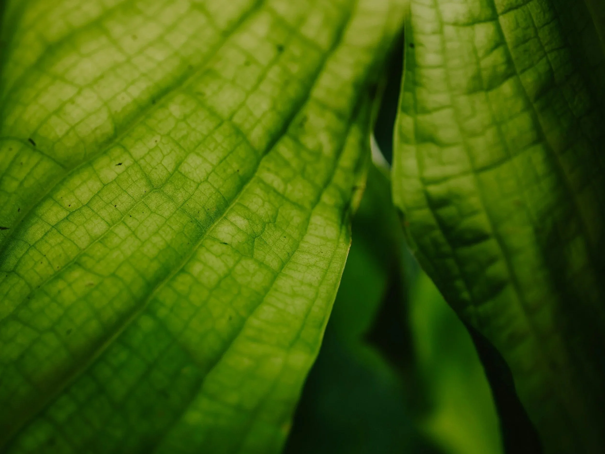 Protein from Plants?