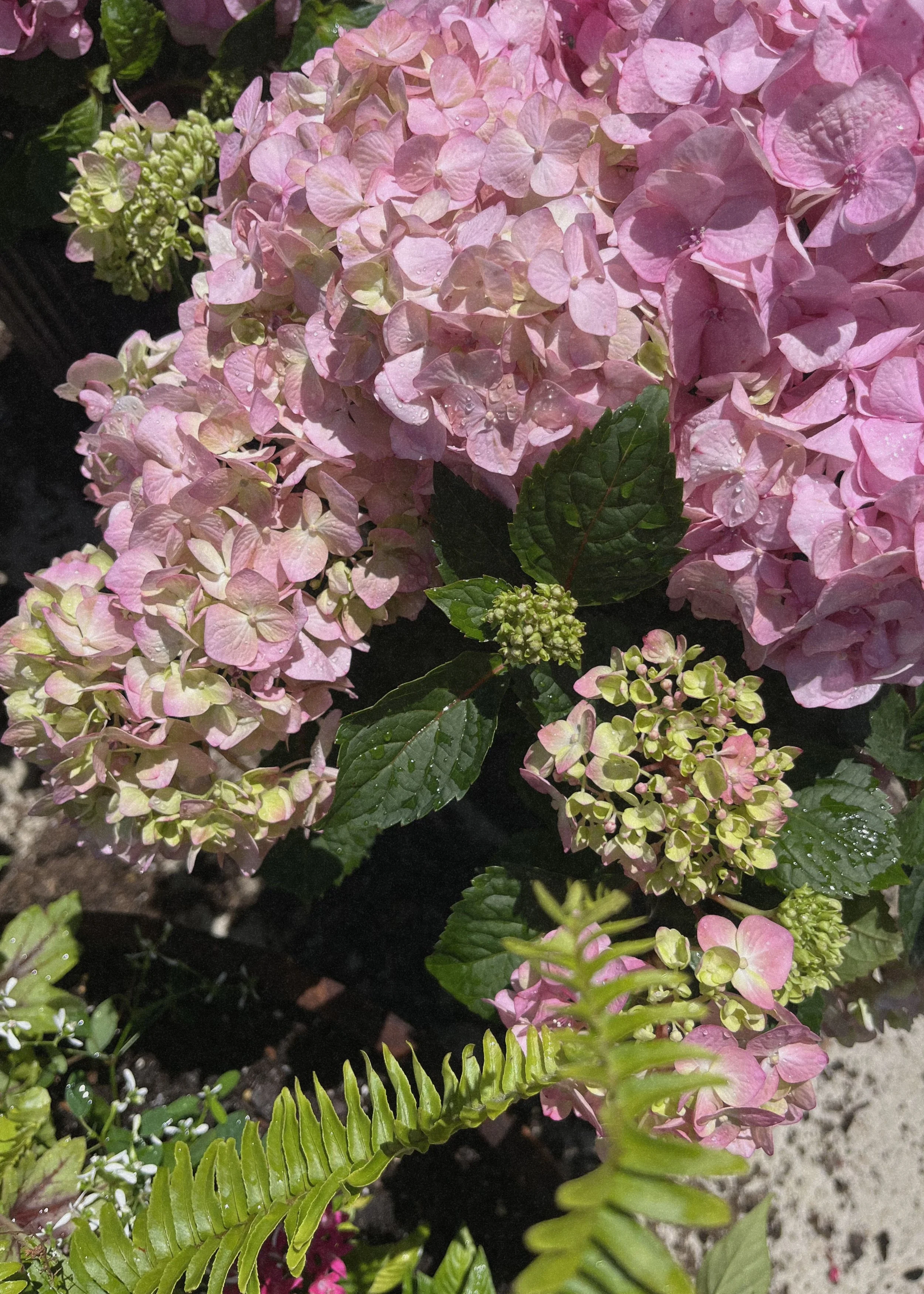 Untitled design-7.jpg