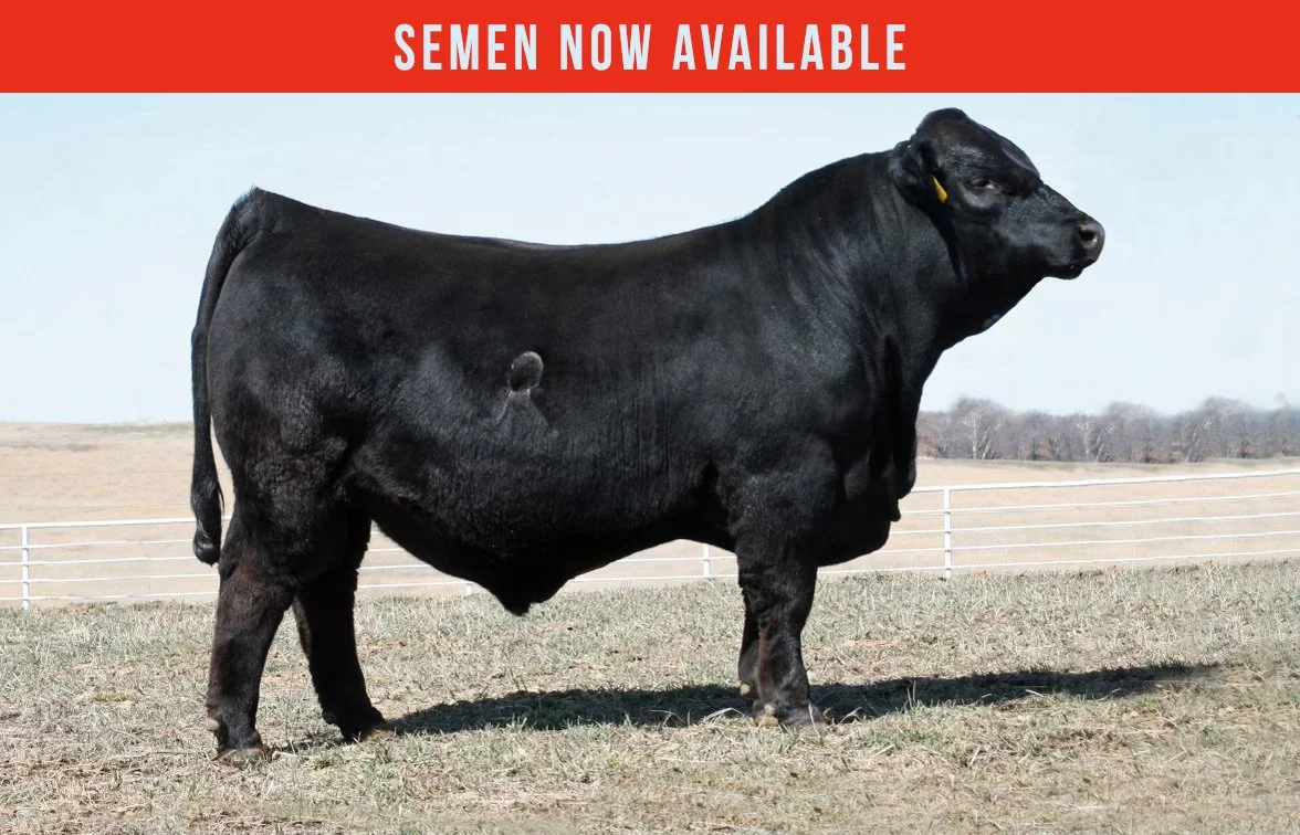 JRI Rock N Roll 254M327