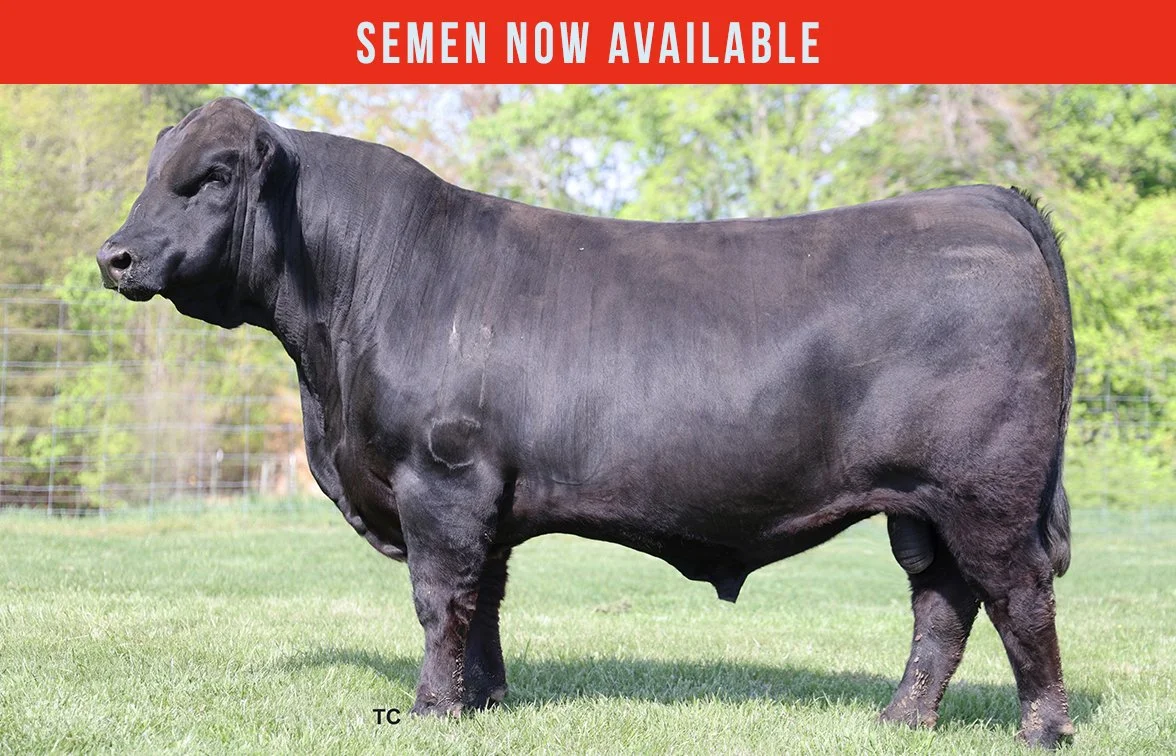 TAU Guilty Pleasure 36L