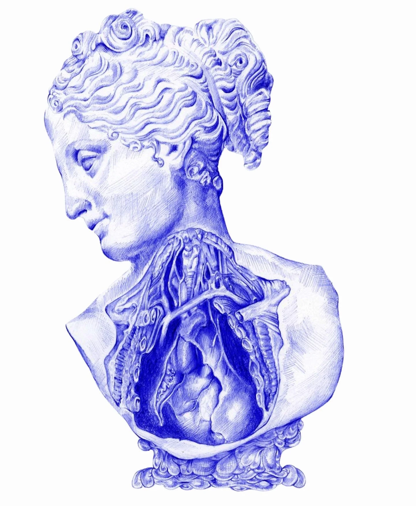 A detailed blue line drawing of a classical bust of a woman, showing her head and neck with an internal anatomical view of her chest, including ribs and lungs.