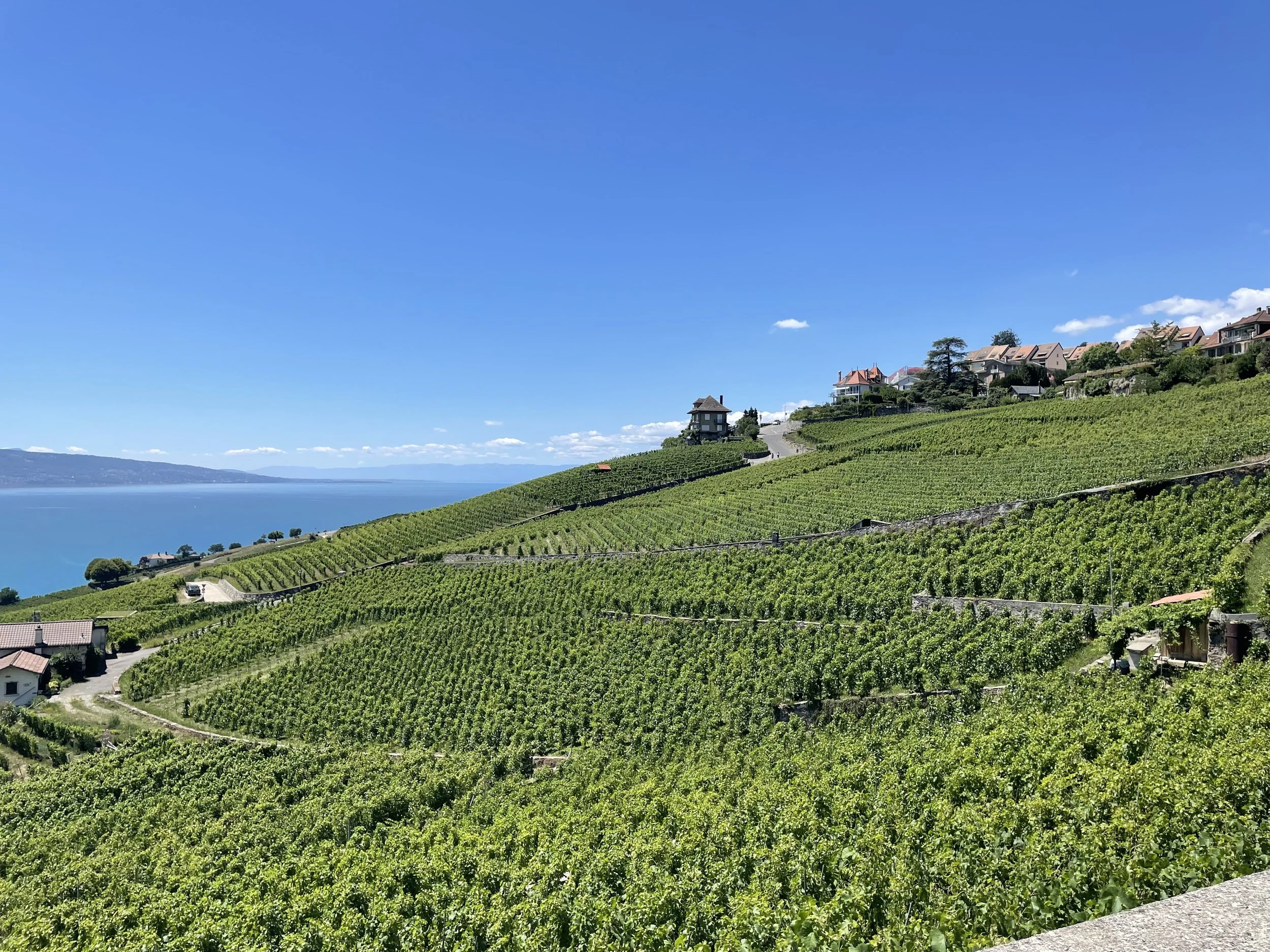 Lush green vineyards on rolling hills near a lake under a clear blue sky with a few clouds.