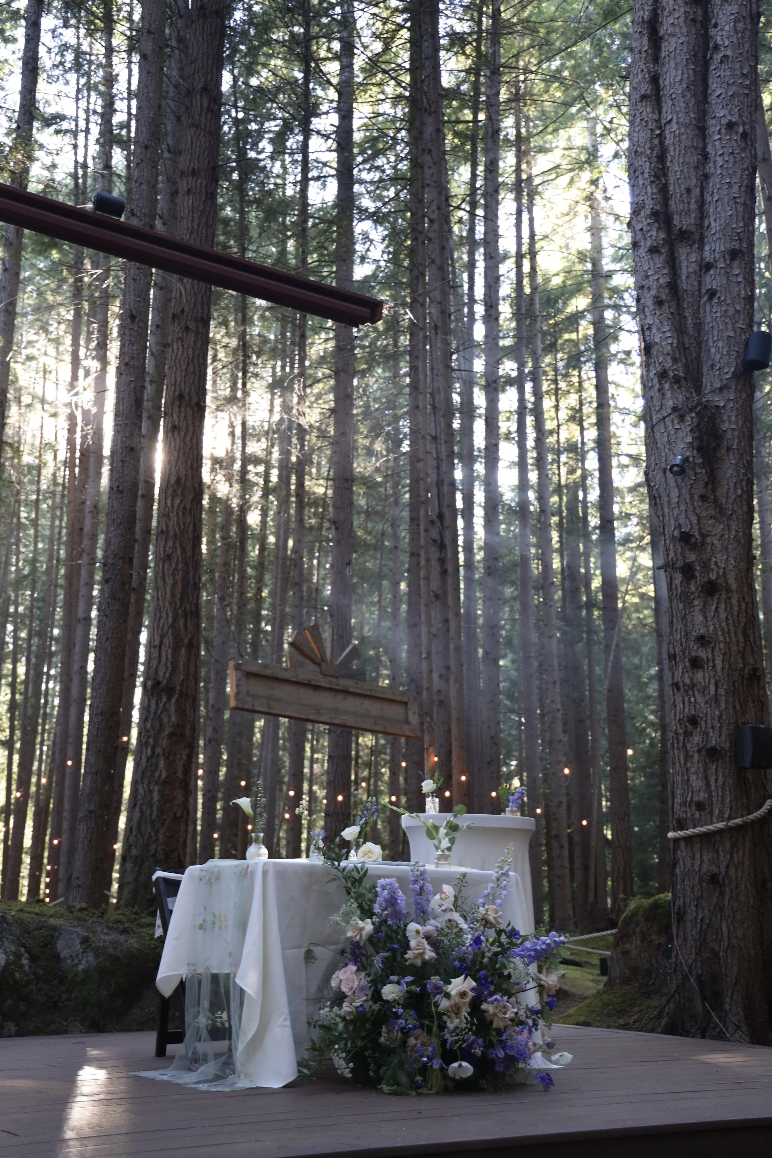 forest4.jpg