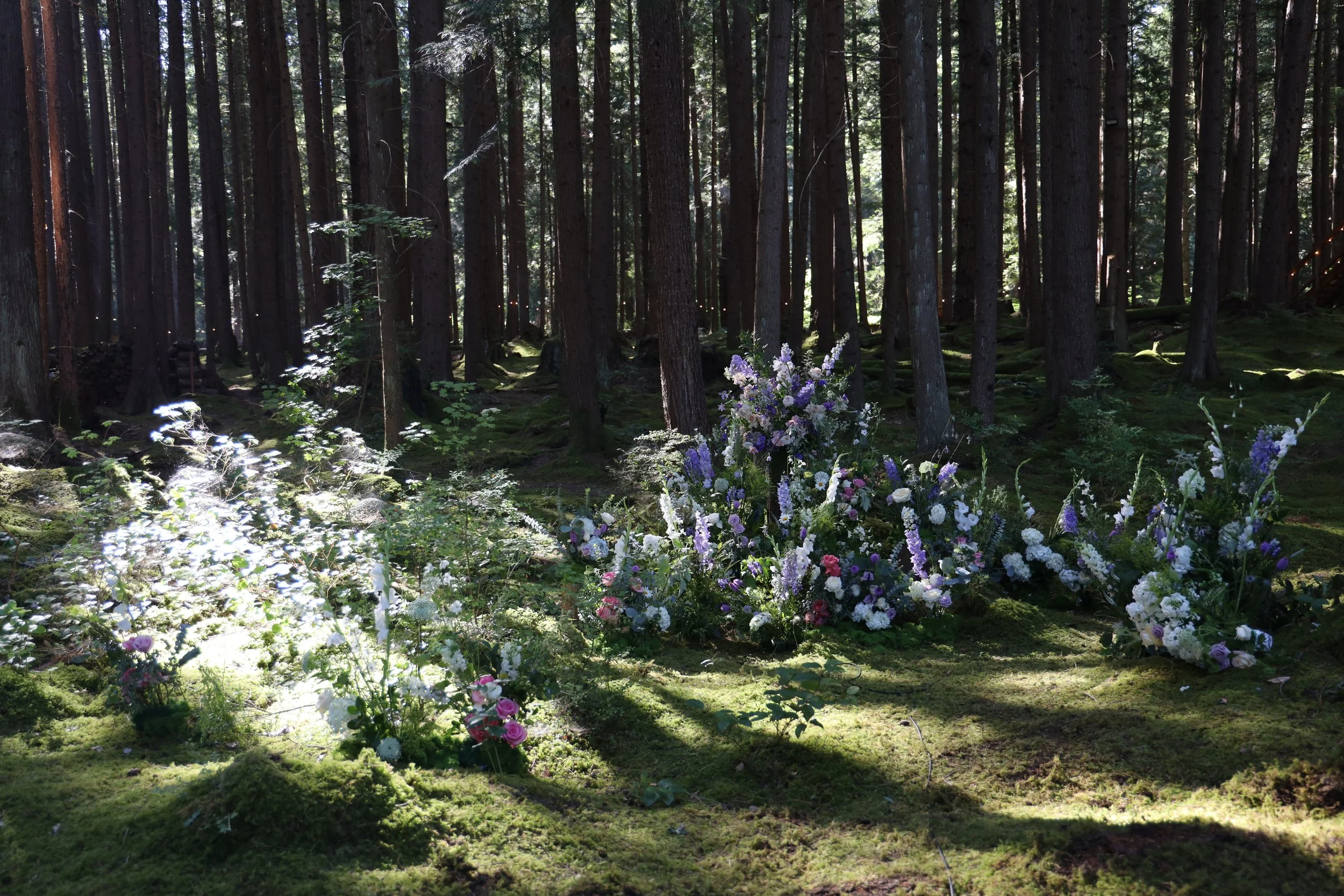 forest6.jpg