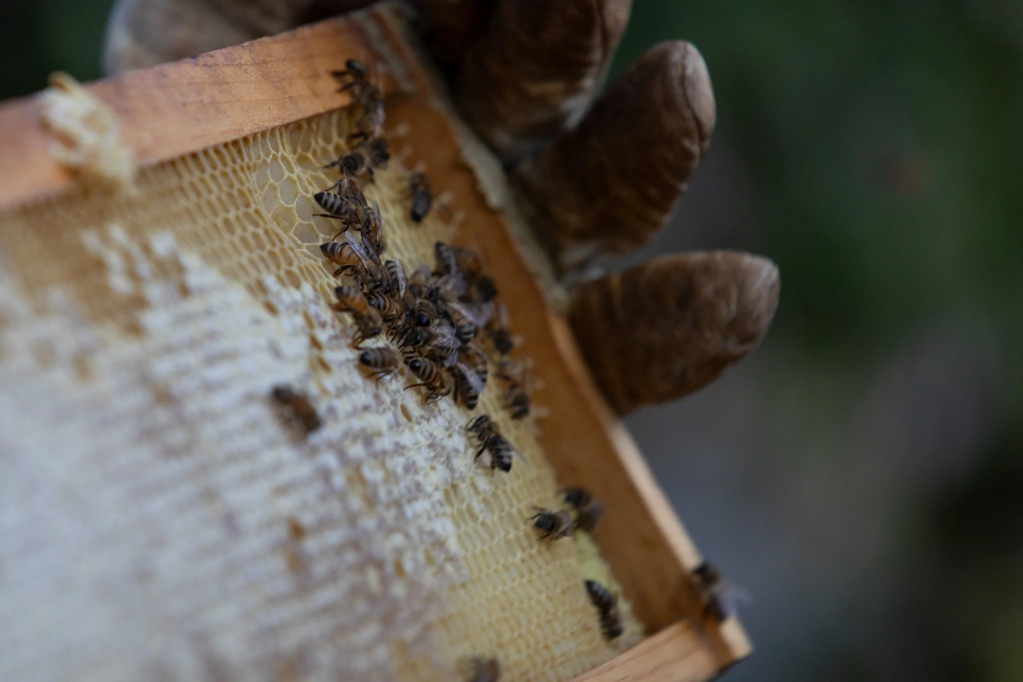20230927_OSE-Sustain-Mizzou-Bee-Hive-BTW-274.jpg