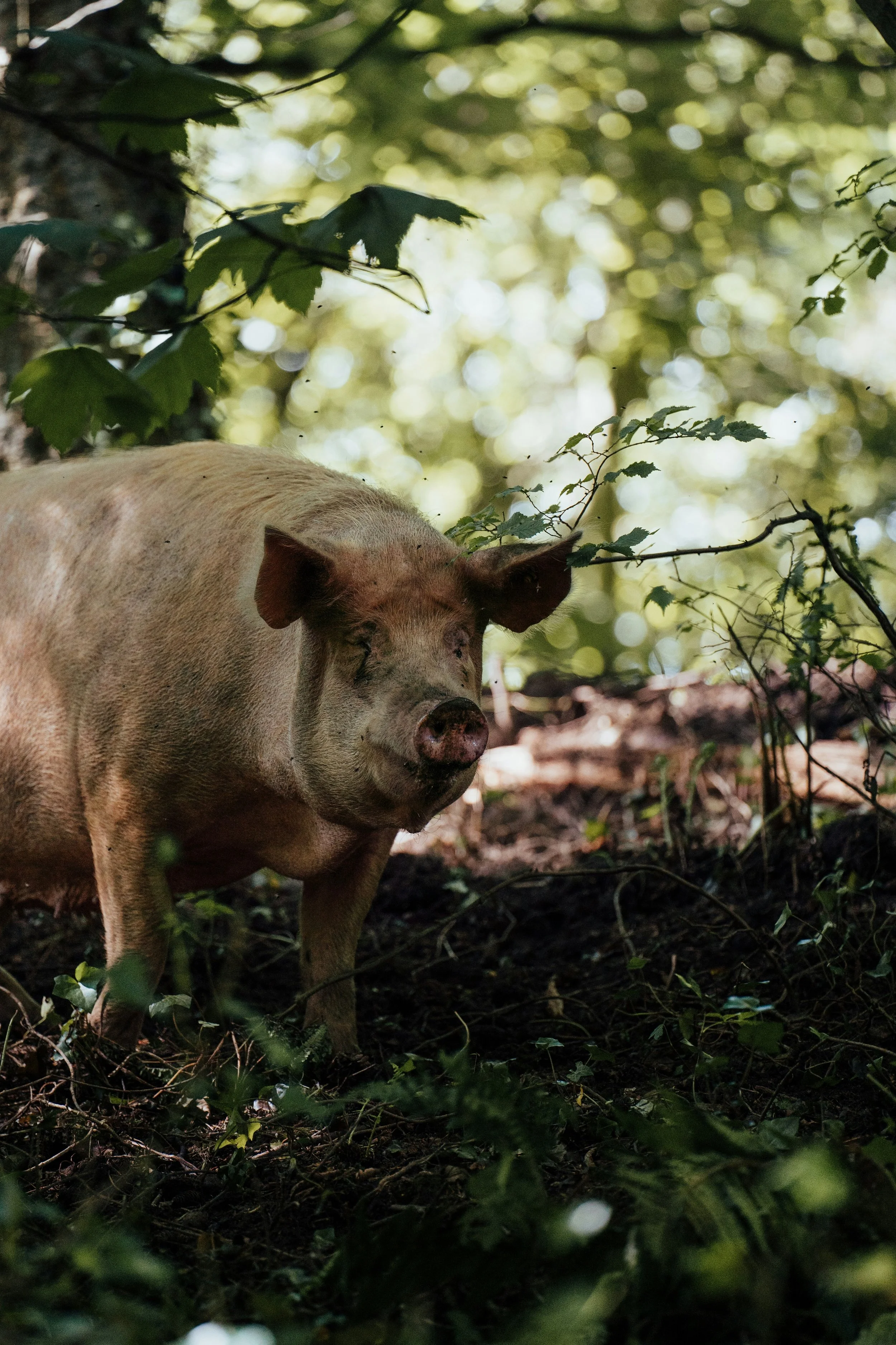 pig in forest