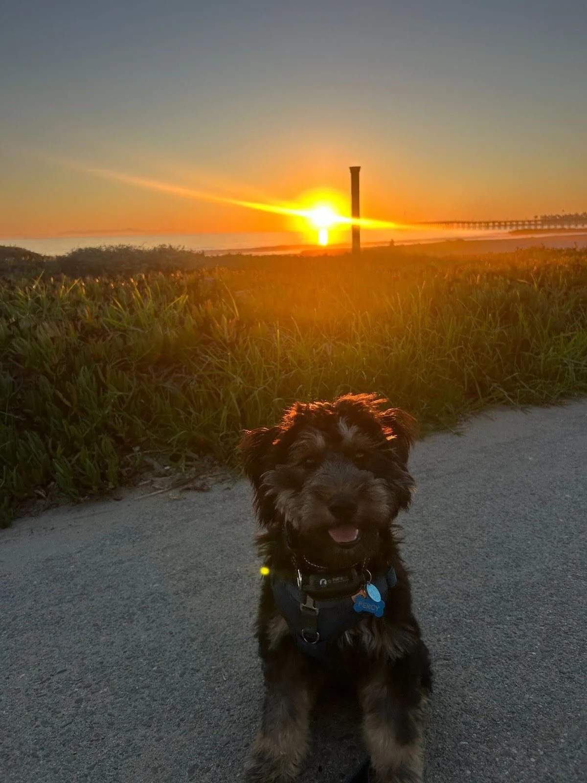 &ldquo;This program has been life-changing for me. I am so so so grateful for the opportunity to have an ESA in my house. Percy is a mini schnauzer poodle mix we found at the County Animal Shelter. He is such a sweetheart, and I love him so, so much.