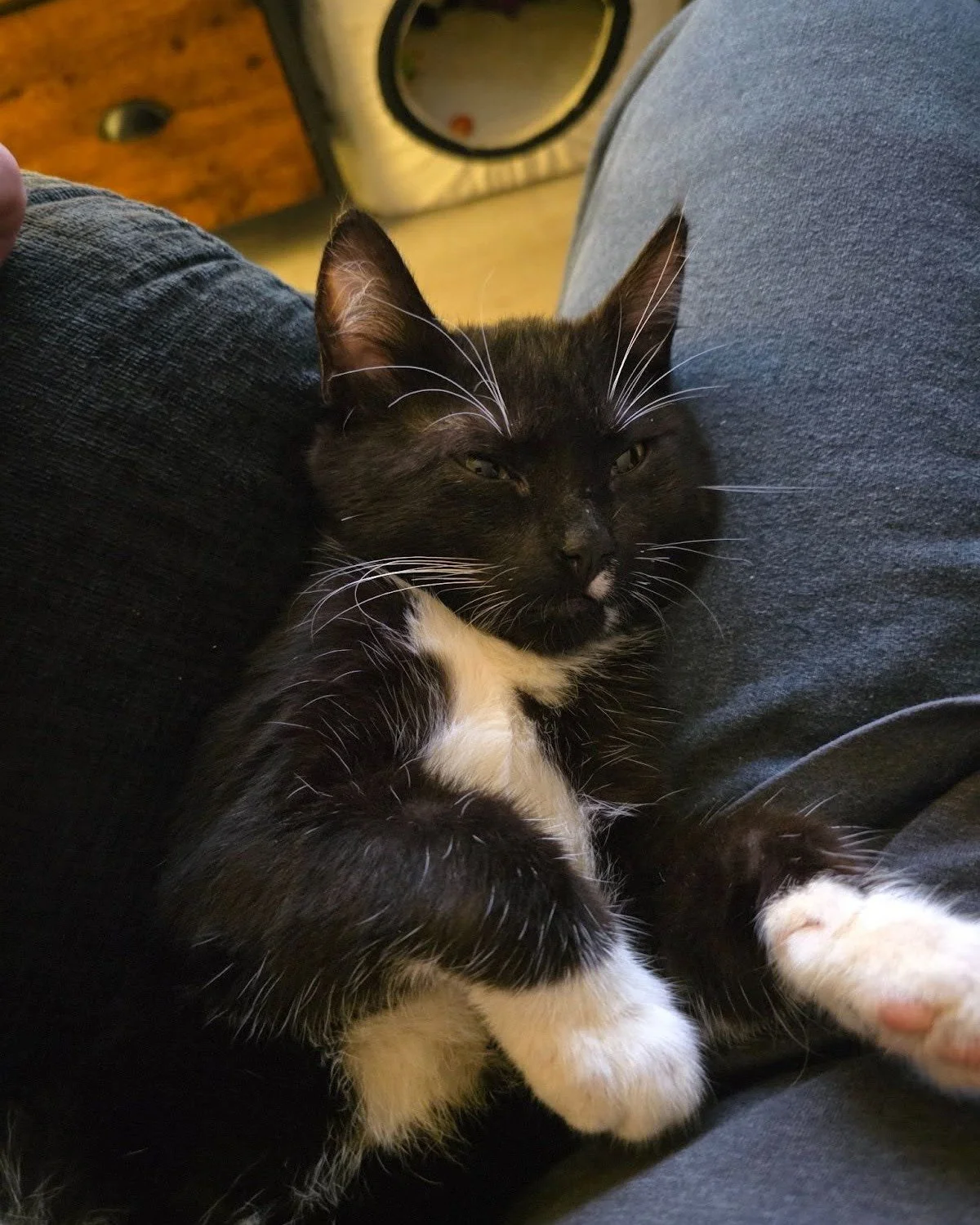 "My emotional support animal has been a total game-changer for me. I mean, I know people say that about their pets all the time, but seriously, this little furball has brought so much joy and purpose into my life. 

They've helped me navigate so