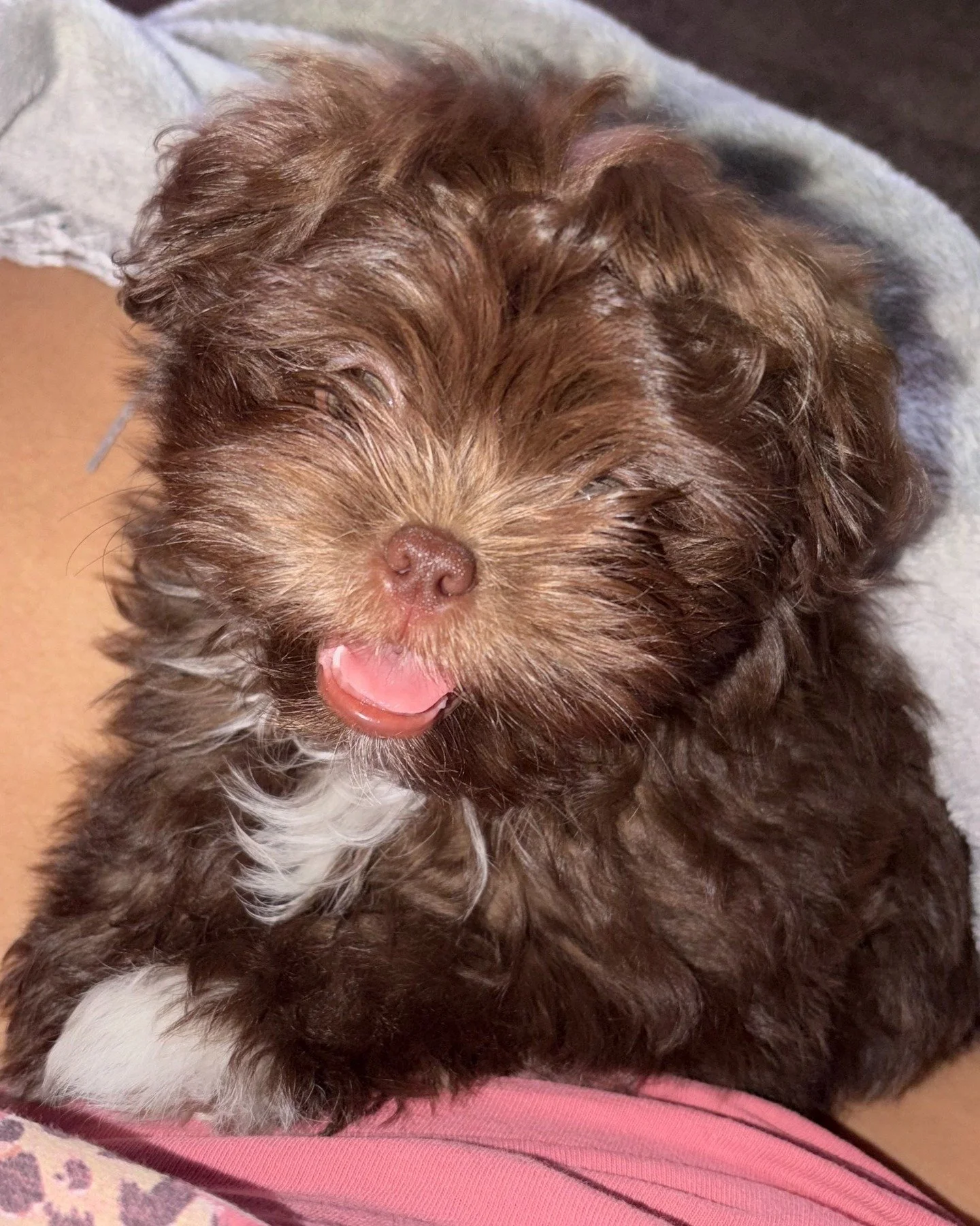 "Without Paws for Patrick, my little Jaxson wouldn&rsquo;t be able to live with me. Thank you, Paws for Patrick."

-ESA Client 💚🐾