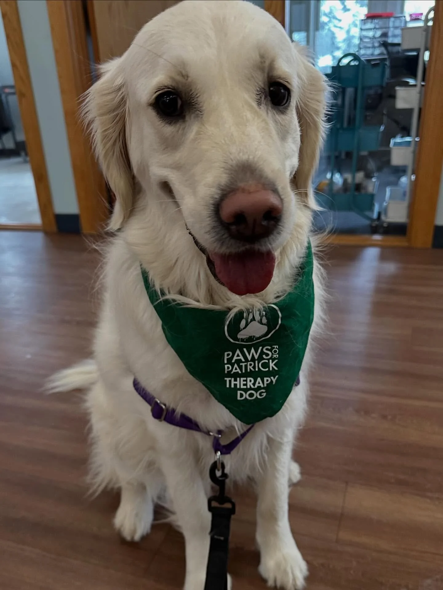 First day on the job was a success! 👏
Shelby is officially on duty as a Paws for Patrick therapy dog! 
Huge shoutout to her handler, Eileen, for guiding Shelby through her very first day of spreading comfort, calm, and connection. This is just the b