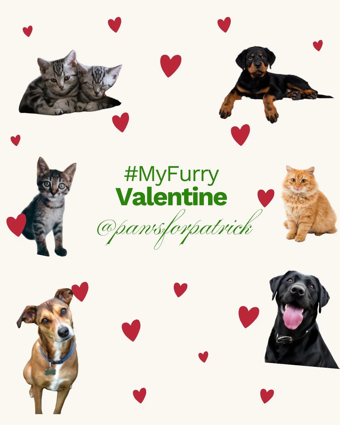 This kind of love doesn&rsquo;t need words. 💚

Join us in celebrating the animals who support our mental health. 🧠
Share your #MyFurryValentine, tag @pawsforpatrick, and consider donating $14 in honor of Feb 14 to help us connect more young people 