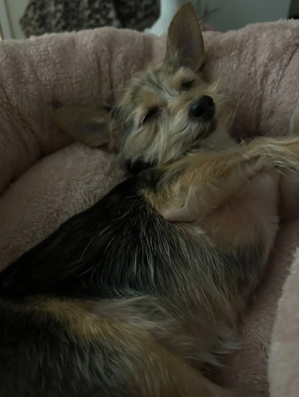 &ldquo;Thanks for all you guys have done for me, truly an amazing organization! I&rsquo;m so excited to report I&rsquo;ve found my forever pup, Princess! She&rsquo;s a 4-year-old, 8lb Yorkie mix full of love, I couldn&rsquo;t be happier!&rdquo; 
-ESA