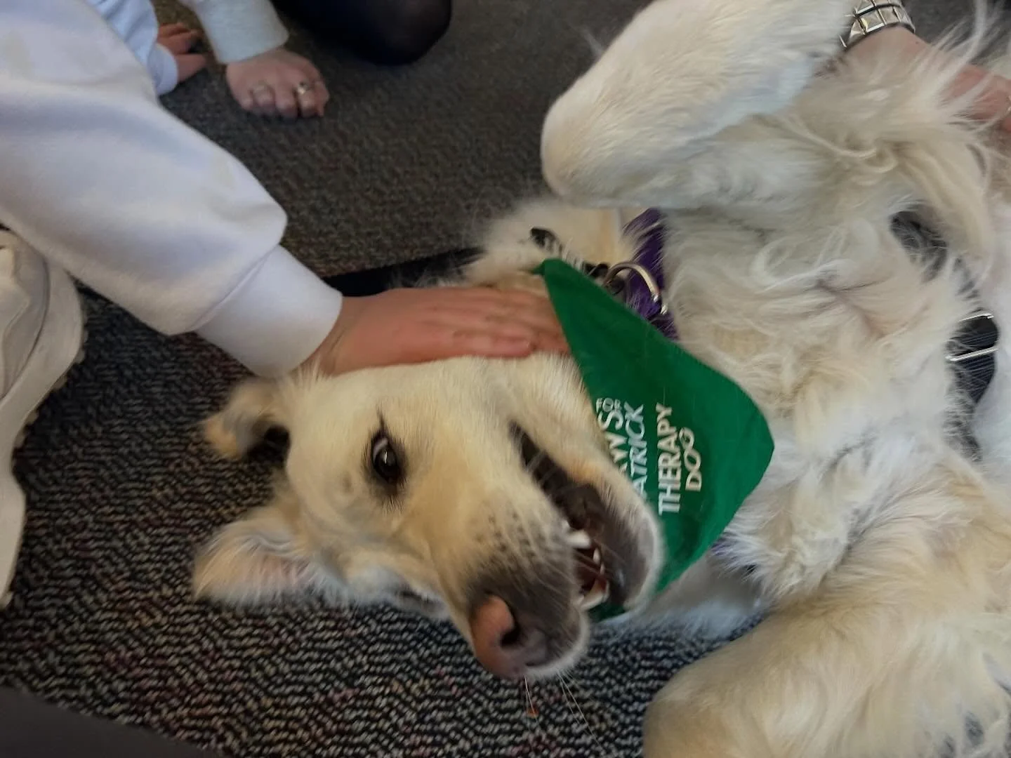 Paws for Patrick Therapy Dog Shelby in absolute heaven on a visit. ✨ Proof that our dogs love these moments just as much as humans do. 💚🐾