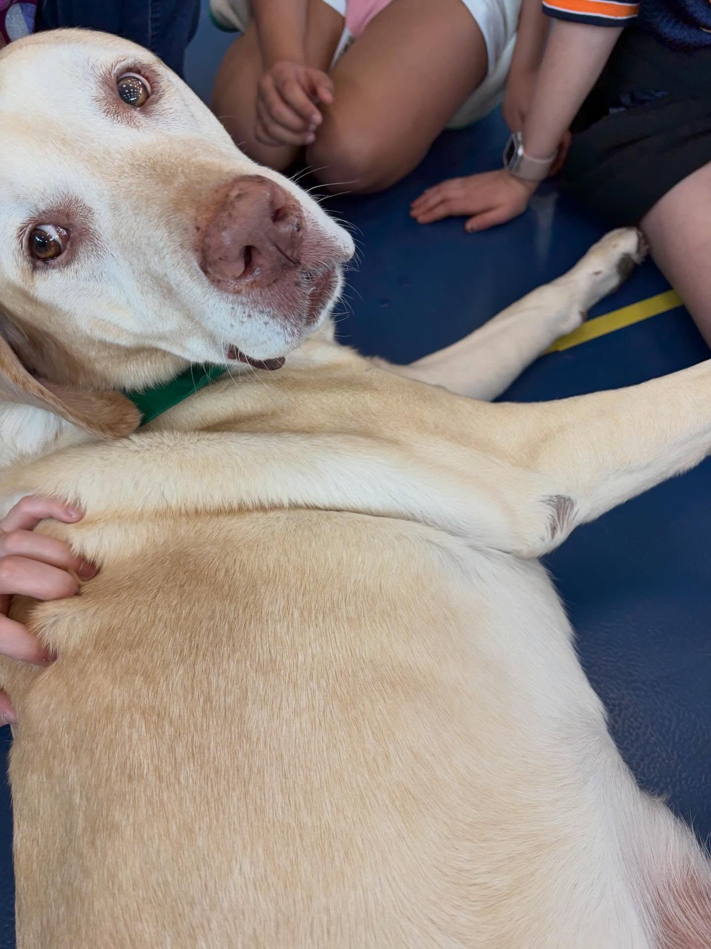 Therapy Dog Max during just another day on the job- showing up, bringing comfort, and making a difference. 💚 🐾