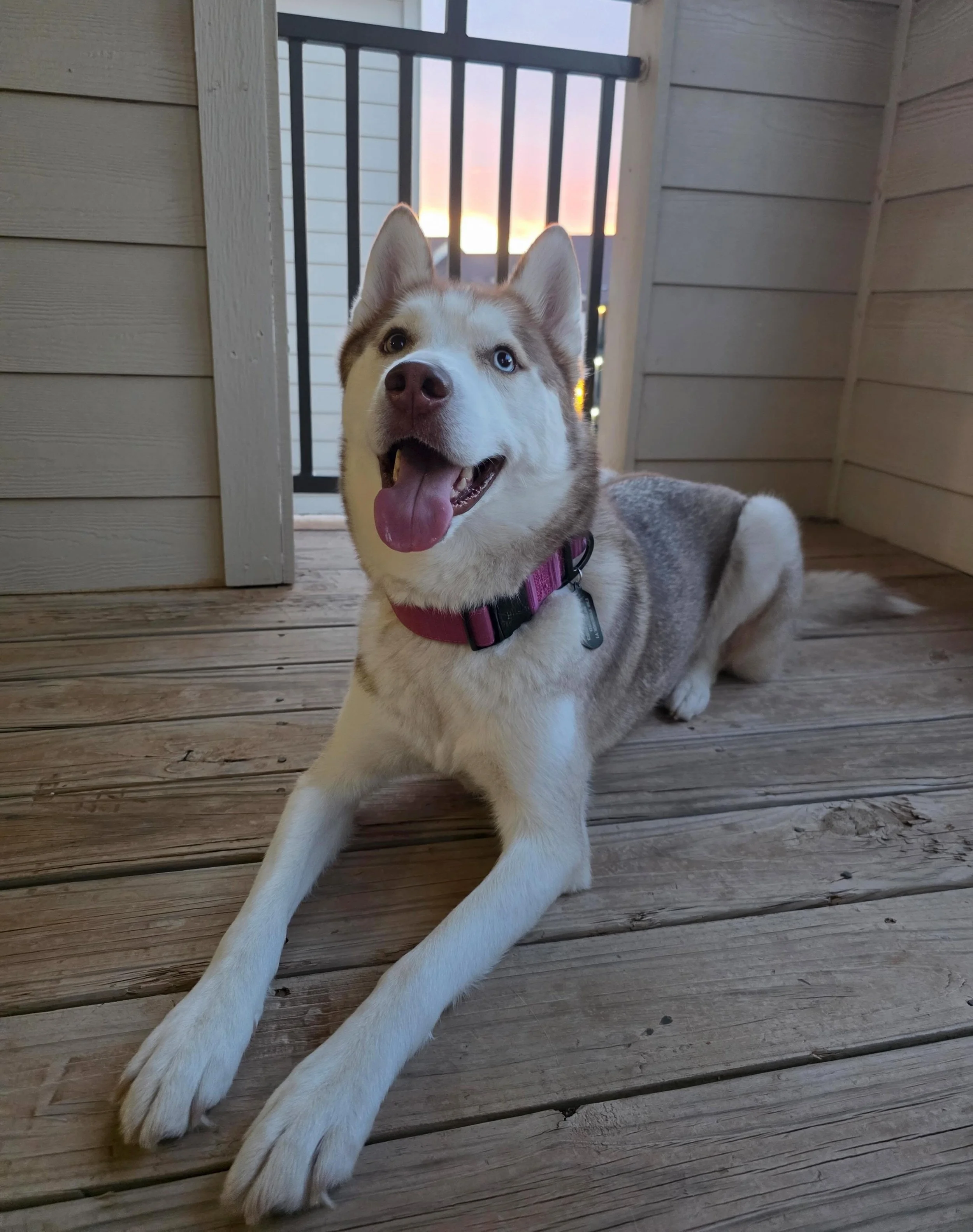 &ldquo;While I was navigating my diagnosis for Crohn&rsquo;s Disease, the constant lower abdominal pain left me unmotivated and physically unable to leave my couch. I could barely eat; however, my dog, Yuki, needed to eat to stay strong and healthy, 