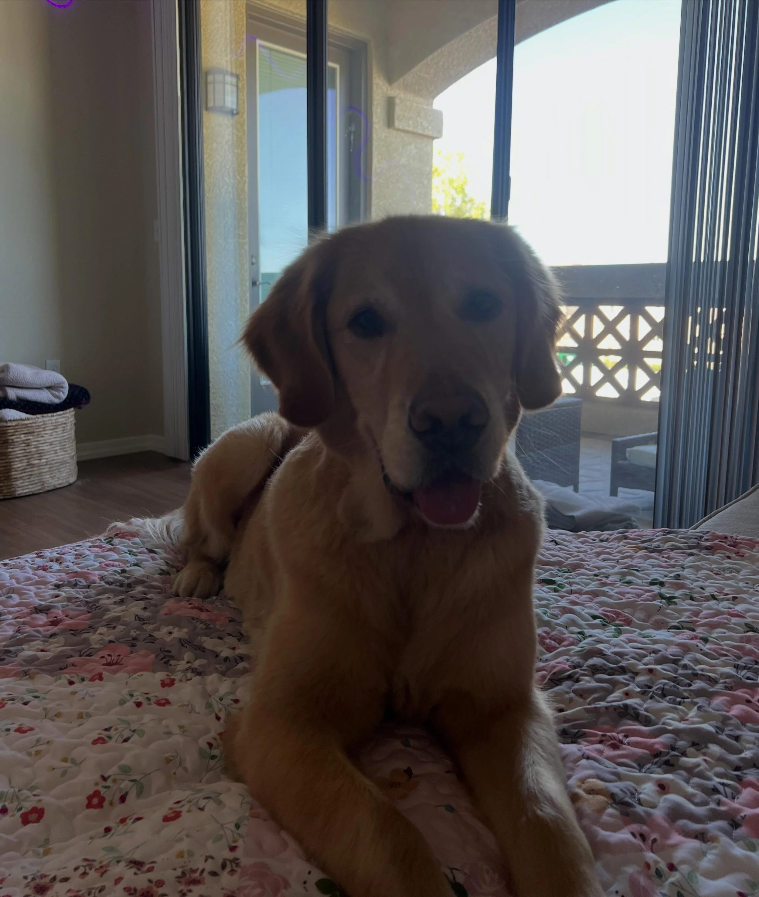 &ldquo;Marcy is my little angel &amp; the best thing that has ever happened to me. Her unconditional love makes me feel whole again.

Before Paws for Patrick, we were hopeless about getting an esa for marcy because the process through my doctor would
