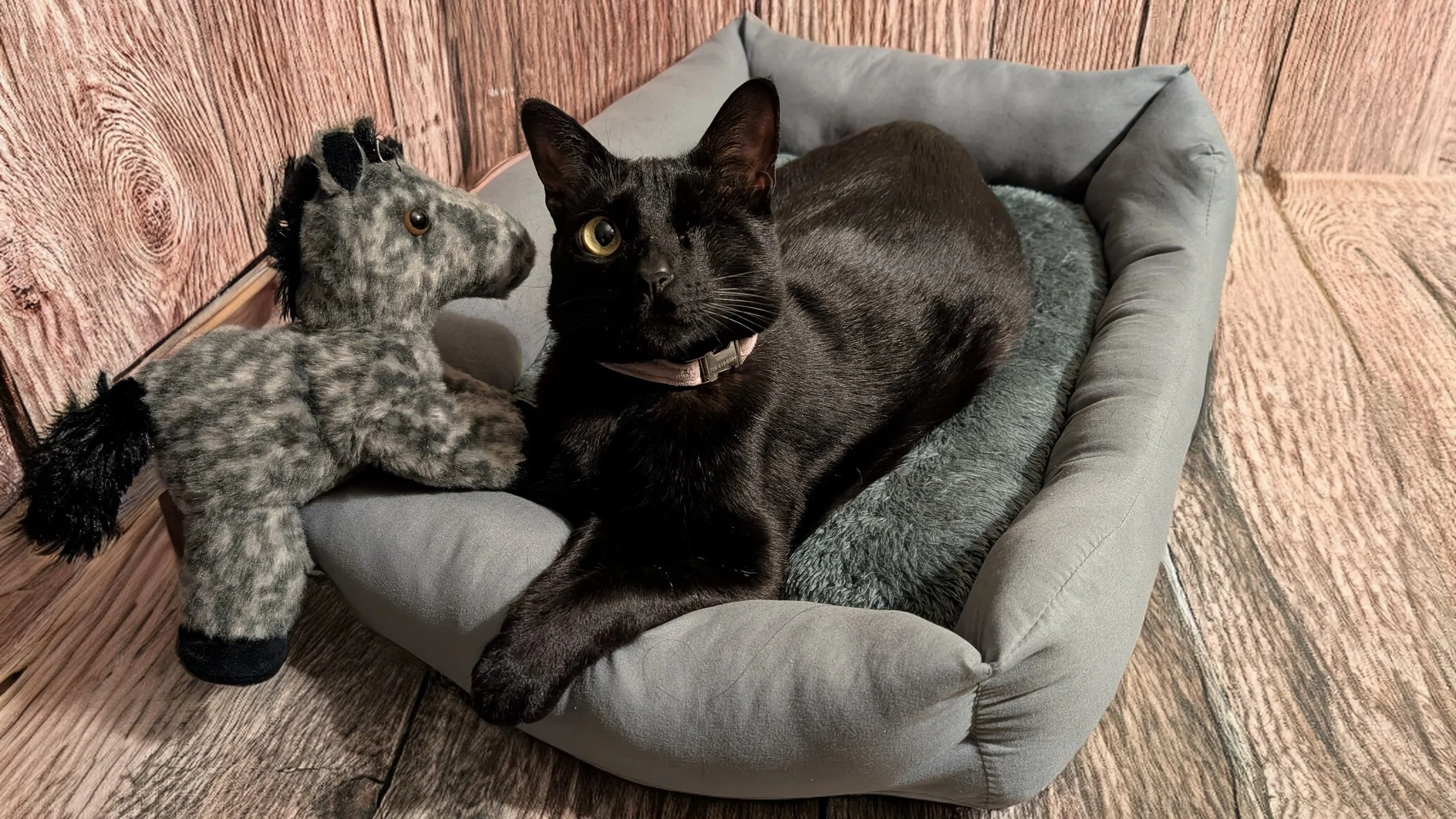 miski4 - Zuleica Trujano.jpeg