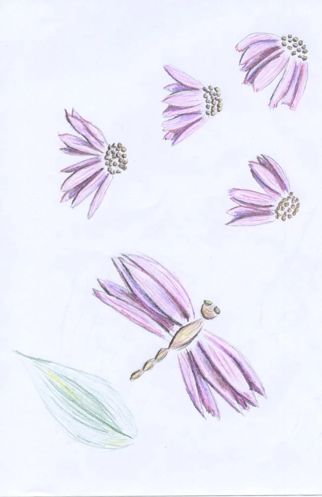 Echinacea Dragonfly.jpg