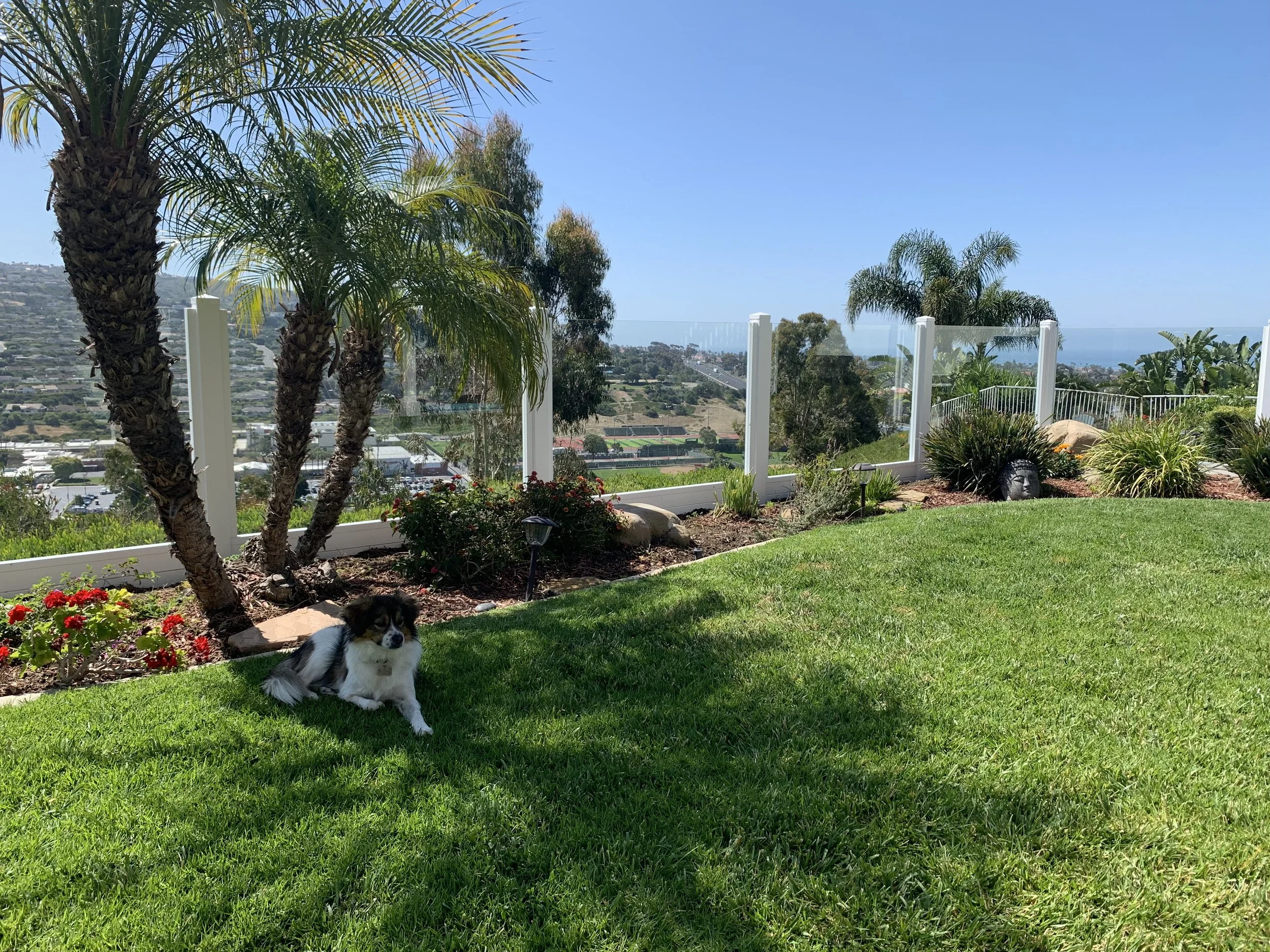 Seal Beach garden scene featuring a small black and white dog lying on a lush green lawn surrounded by palm trees, colorful flowers, decorative rocks, and a white vinyl fence, with cityscape hills and an ocean view under a clear blue sky, highlightin