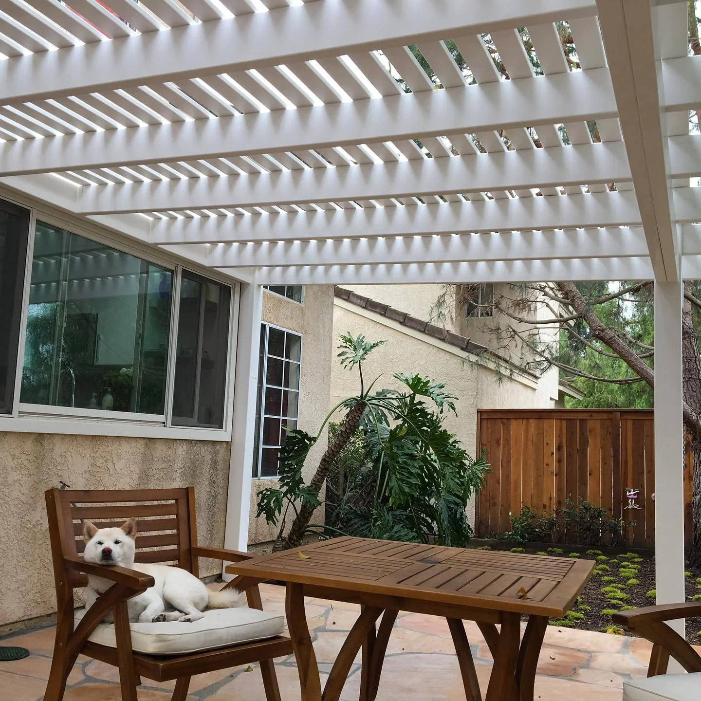 Dana Point white dog resting on a cushioned wooden chair on a patio under a white vinyl pergola, with a wooden fence and green plants in the background, showcasing stylish and pet-friendly vinyl patio covers and fencing.
