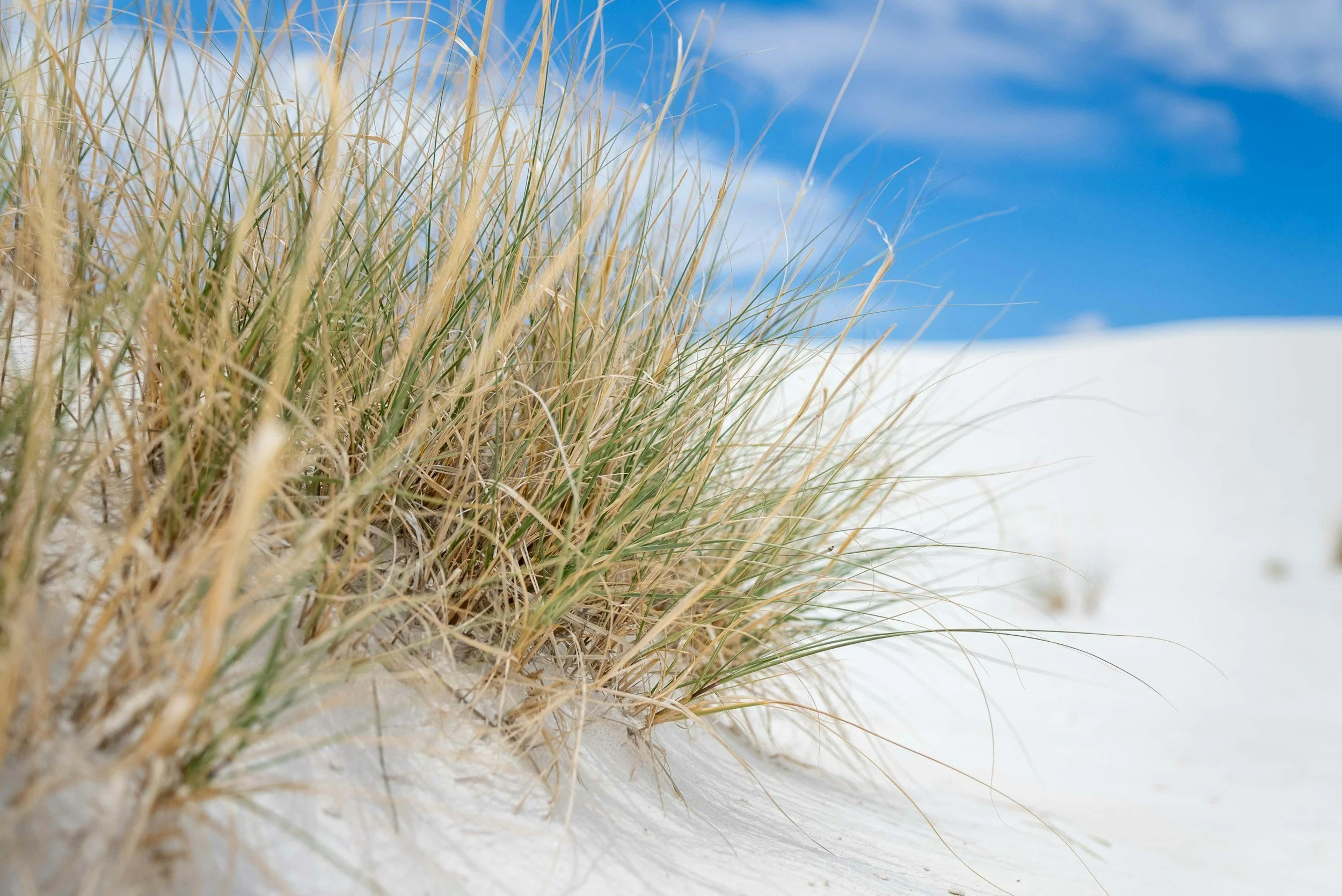 Close-up of beach grass growing in white sand with blue sky and clouds in the background.