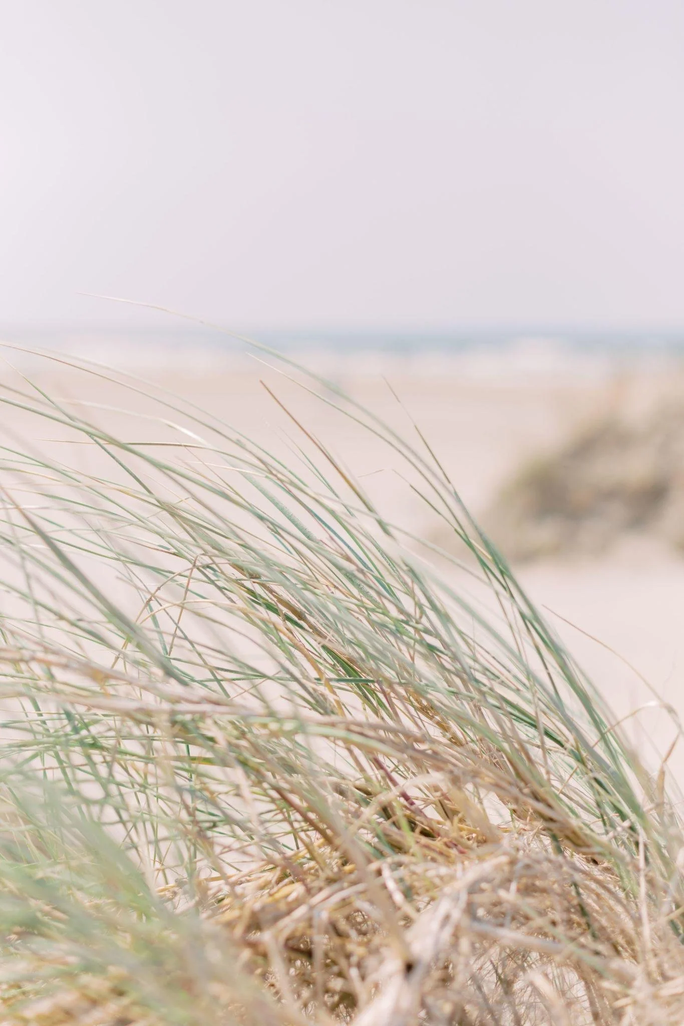 Close-up of beach grass growing on sand dunes with a blurred ocean and sky in the background.