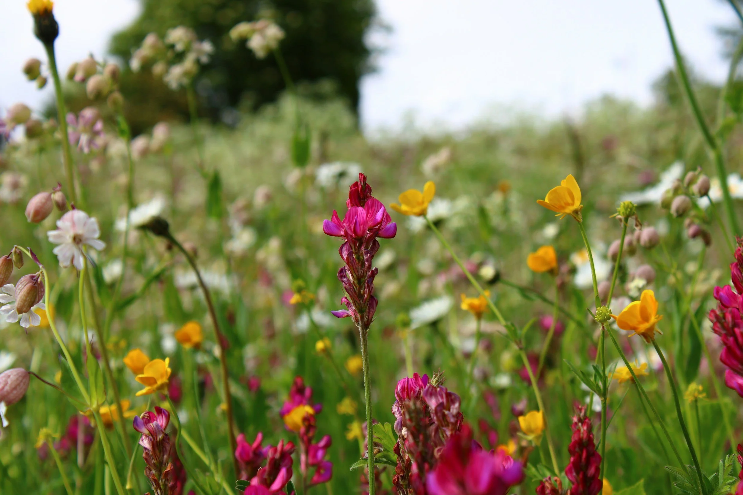 Field of multicolored wildflowers, including pink, yellow, and purple blooms, with a blurred green background and trees in the distance.