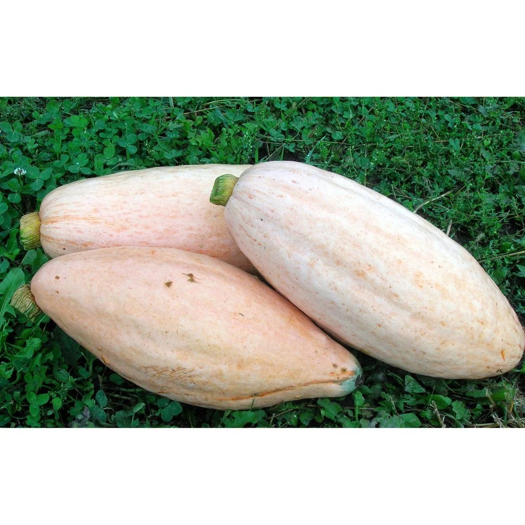 banana pink jumbo