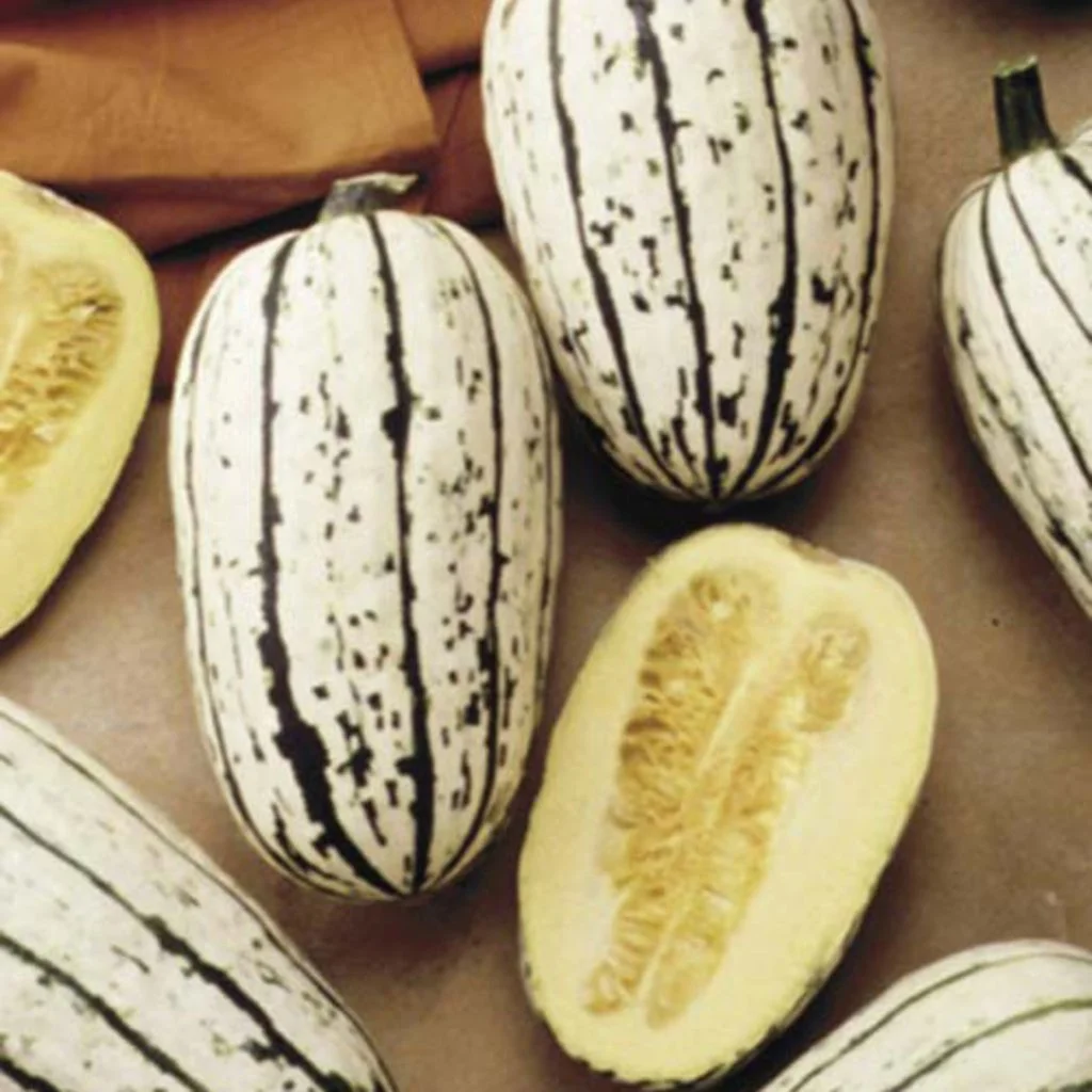 bush delicata