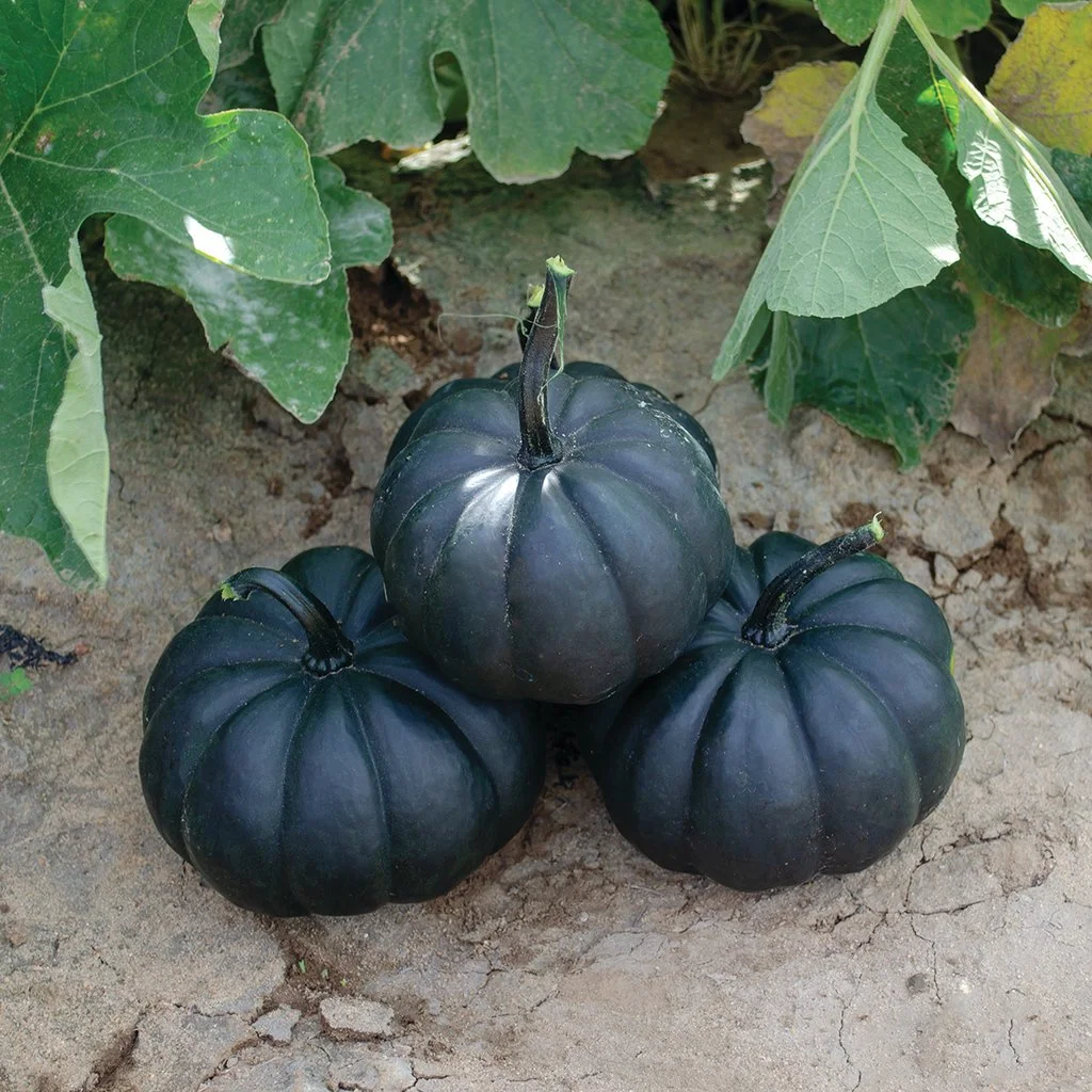 Citrouille black Cat.jpg