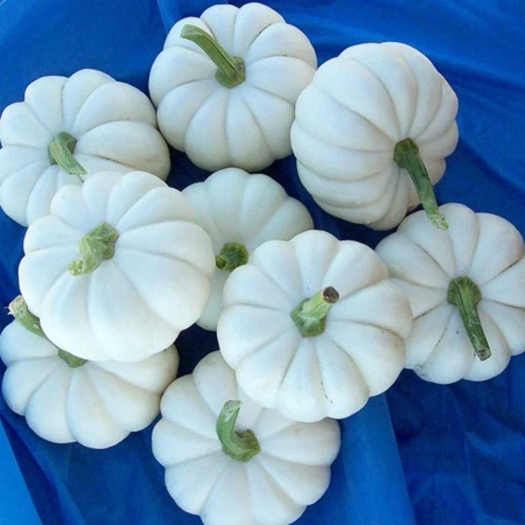 Citrouille Casperita.jpg
