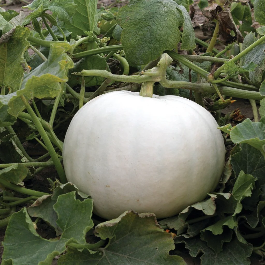 Citrouille crystal star.jpg
